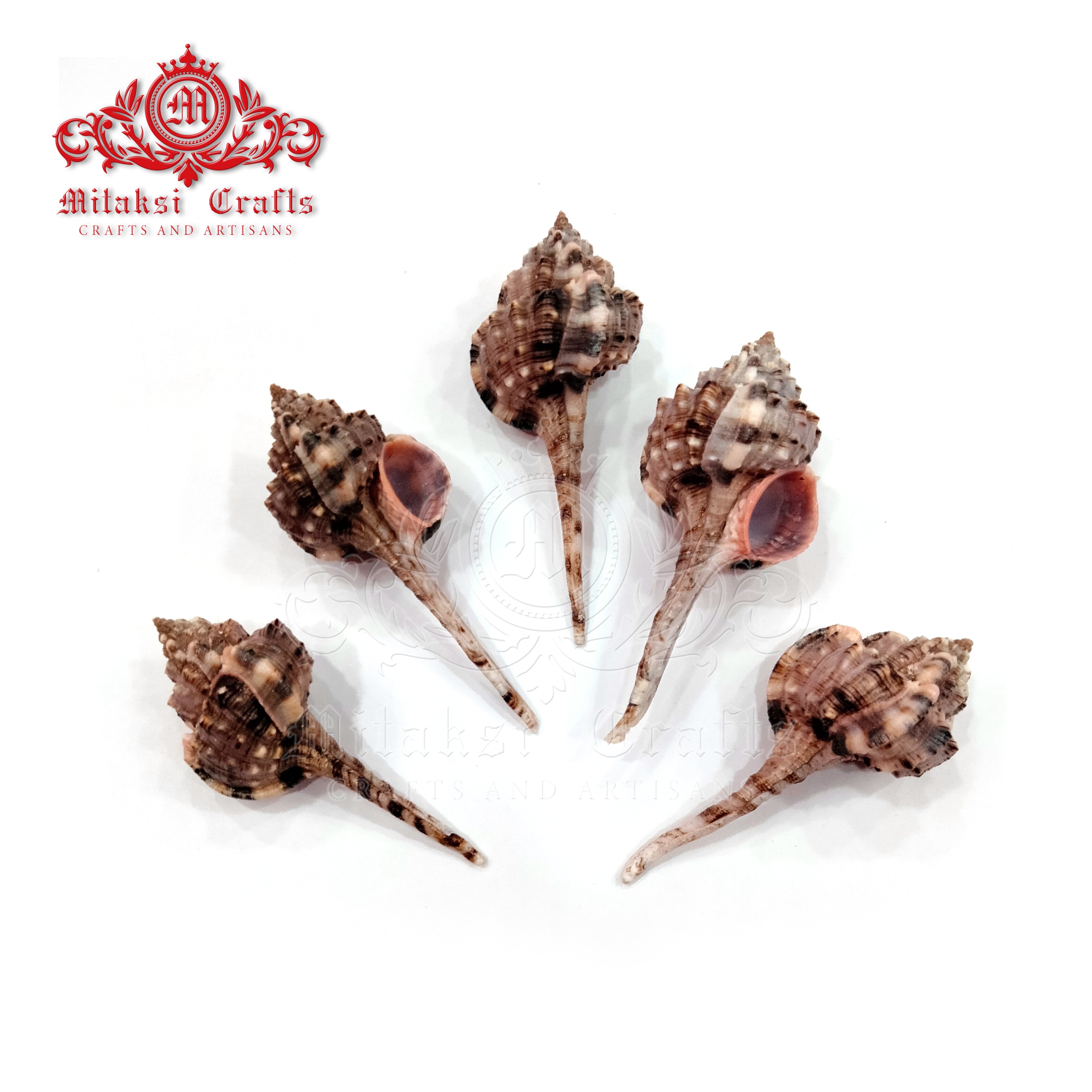 Seashell - Velai Poondu- Snip's Bill Murex - Haustellum Haustellum - Pack of 20