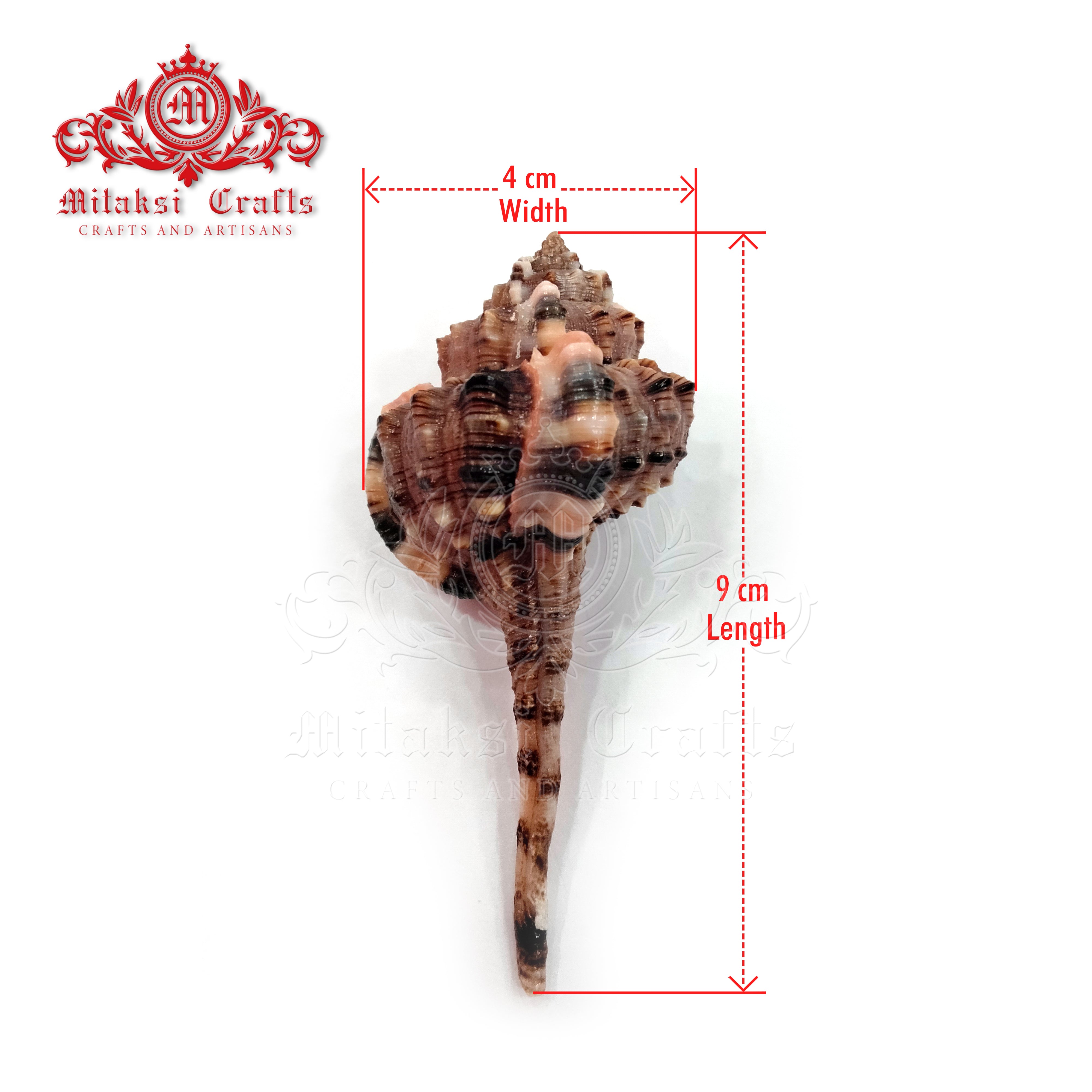 Seashell - Velai Poondu- Snip's Bill Murex - Haustellum Haustellum - Pack of 20
