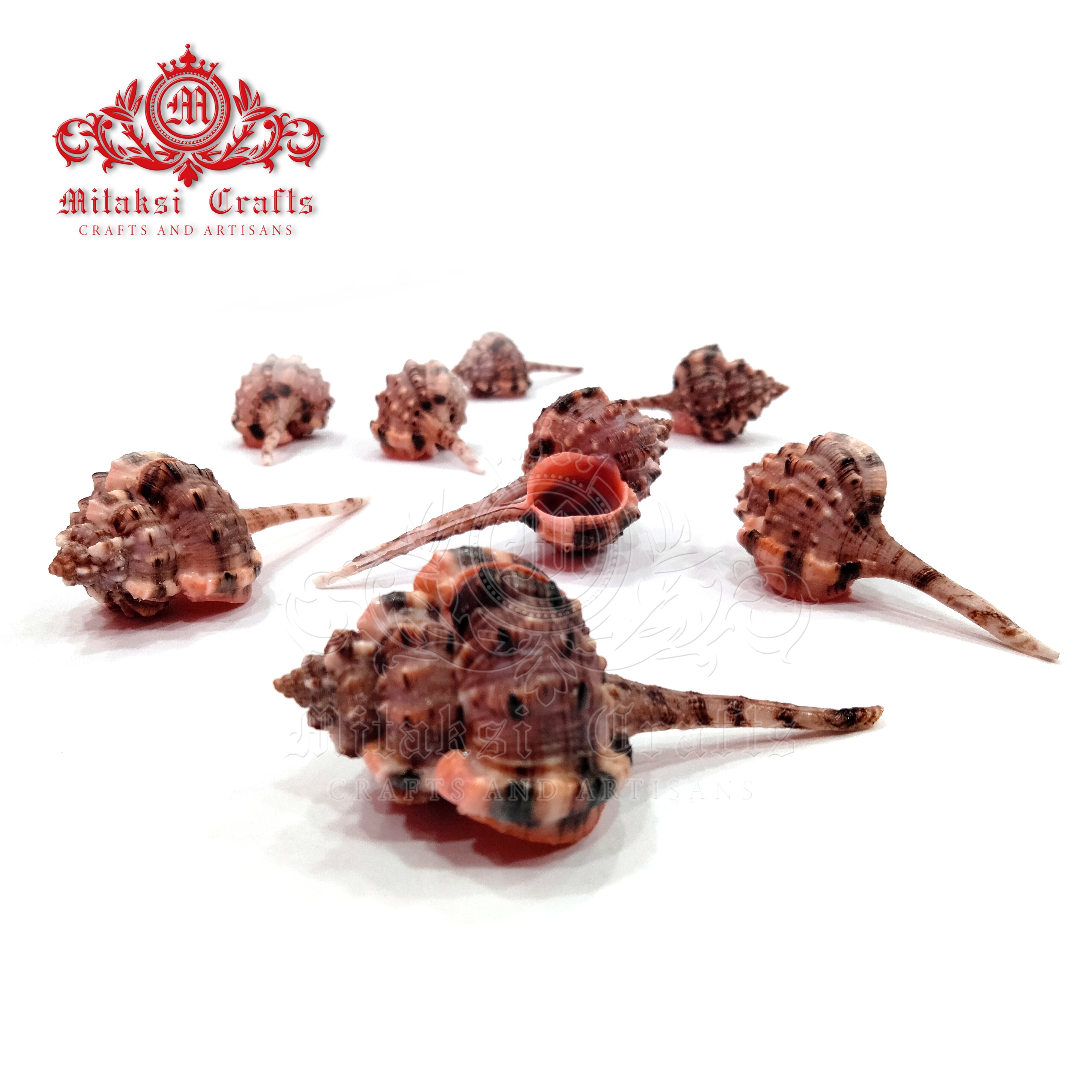 Seashell - Velai Poondu- Snip's Bill Murex - Haustellum Haustellum - Pack of 20