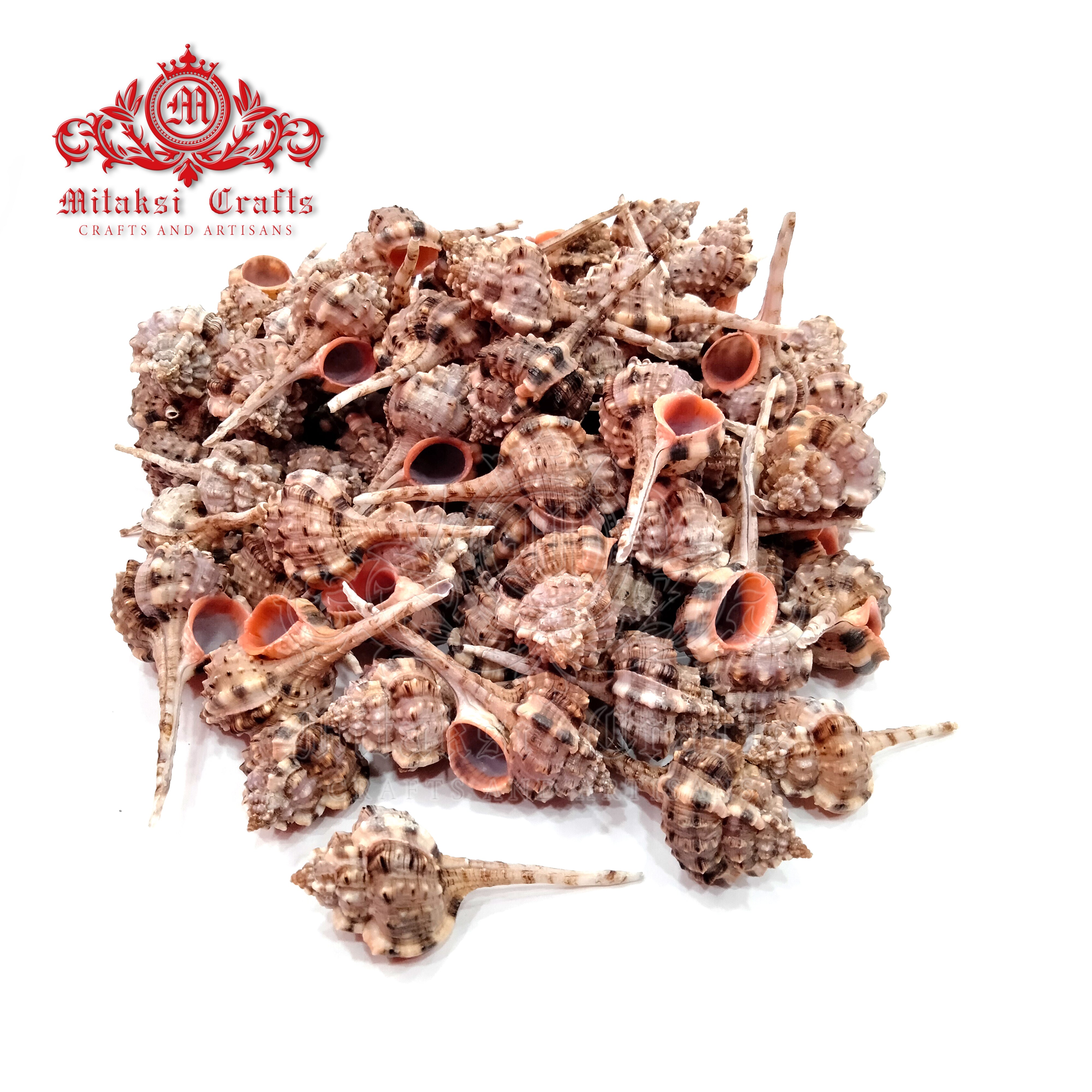 Seashell - Velai Poondu- Snip's Bill Murex - Haustellum Haustellum - Pack of 20