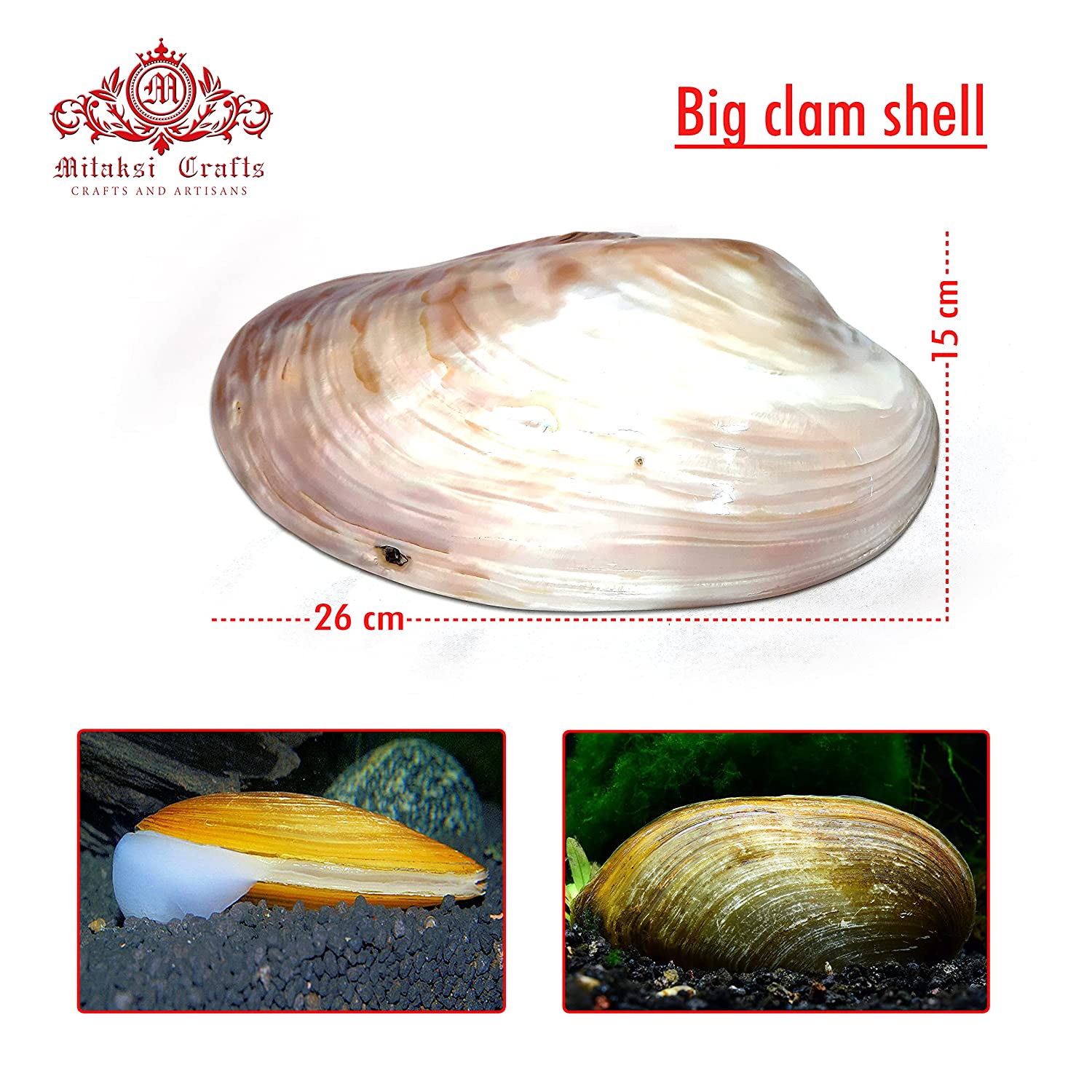 Big Clam Shell / Platter size 23-26 cm