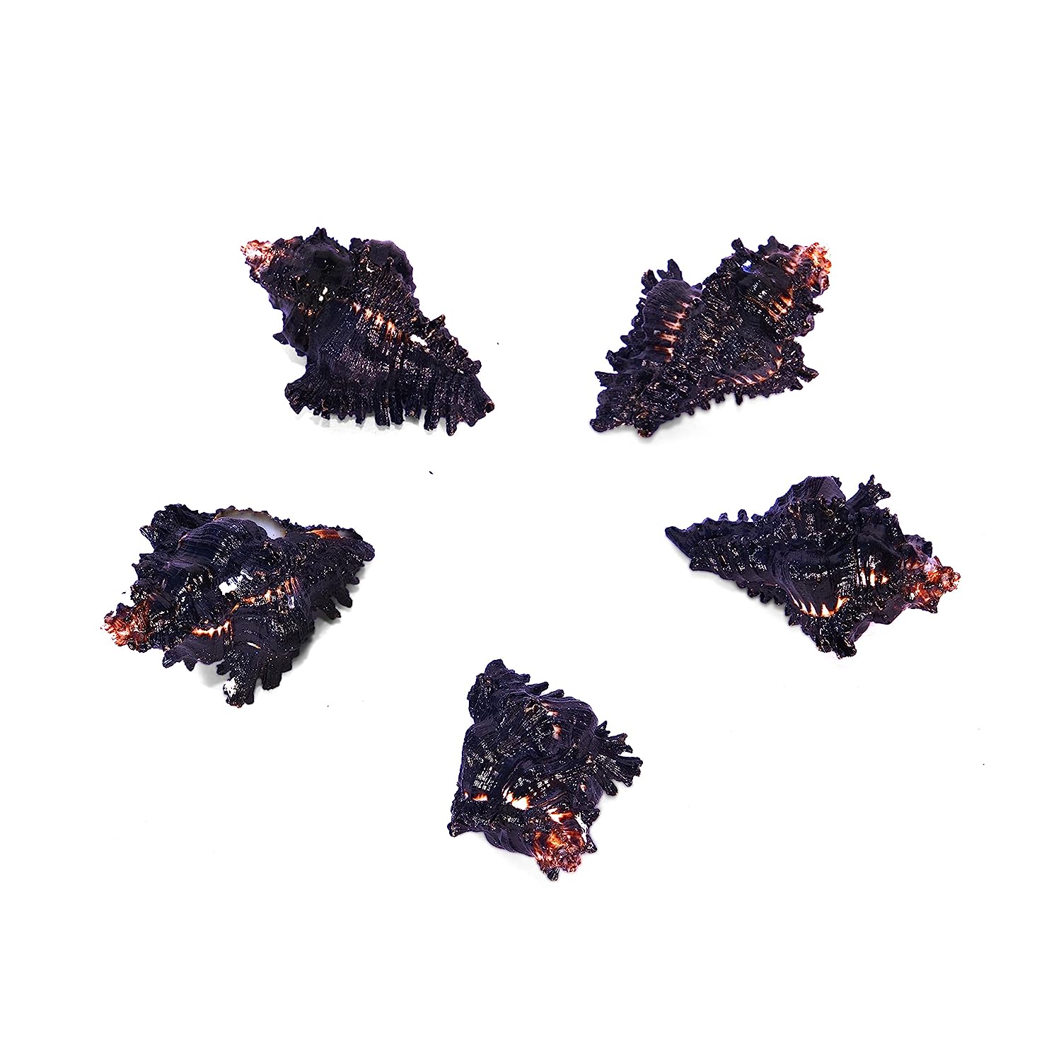 Black Shani Shankh - Thadai Shankh - Kachhap Shankh - Pack of 5