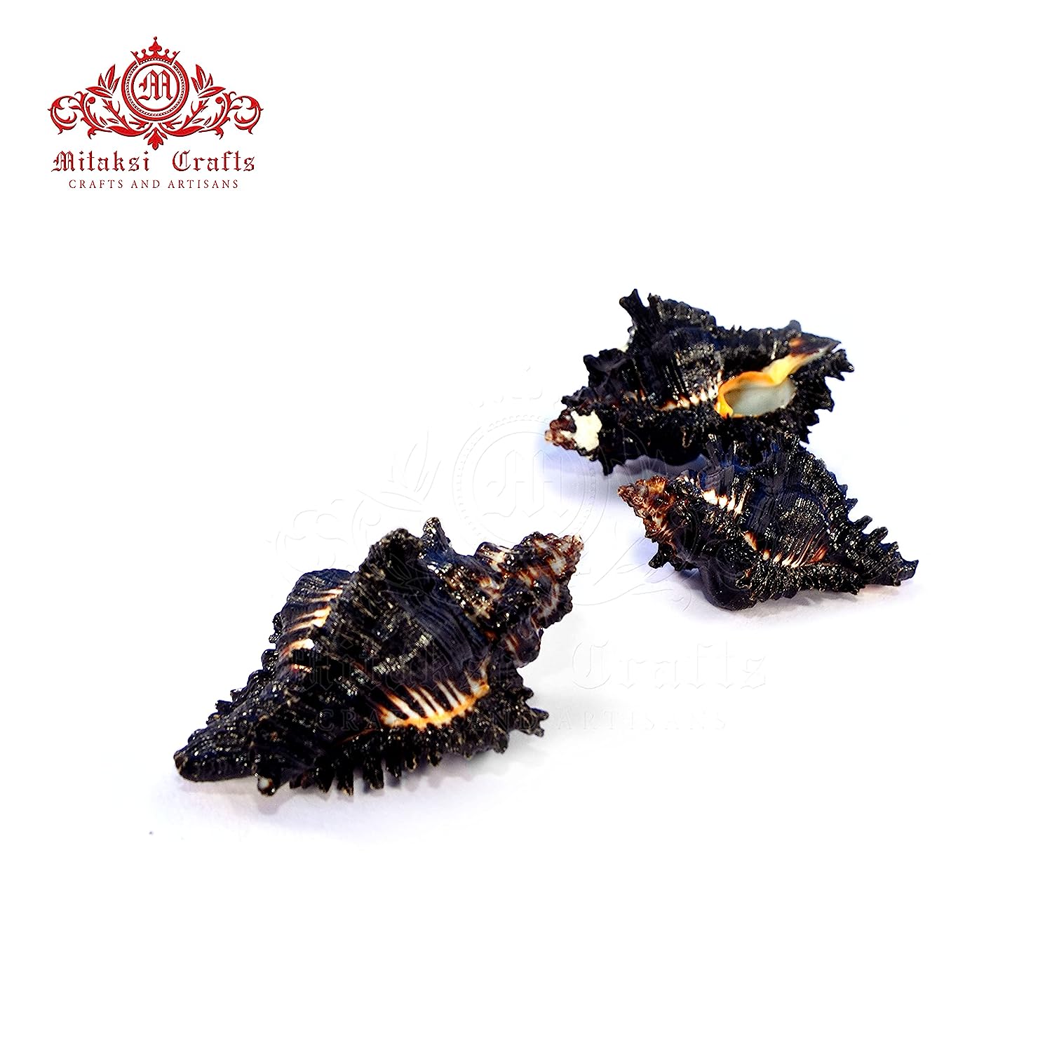 Black Shani Shankh - Thadai Shankh - Kachhap Shankh - Pack of 5