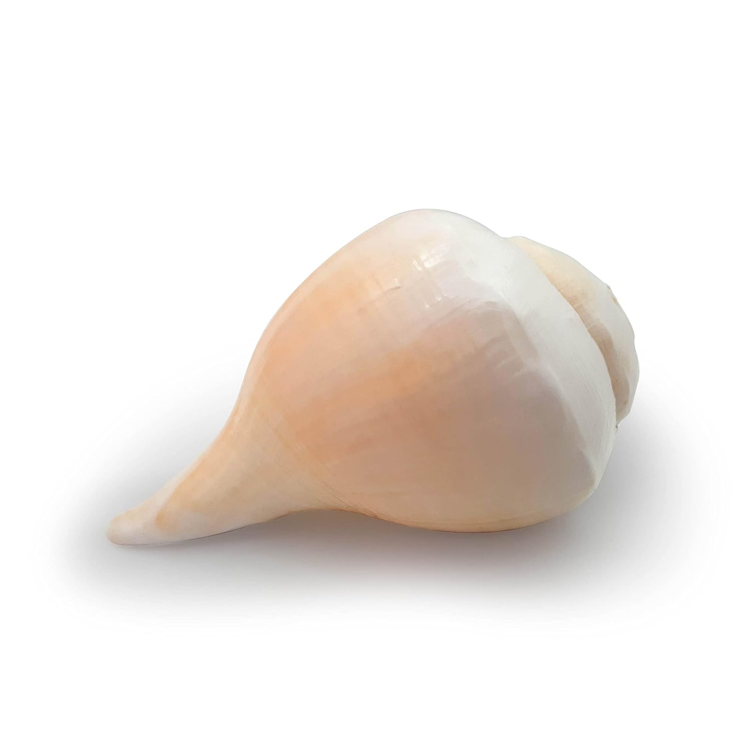 Blowing Sankh Size - 13 cm Bhajnewala