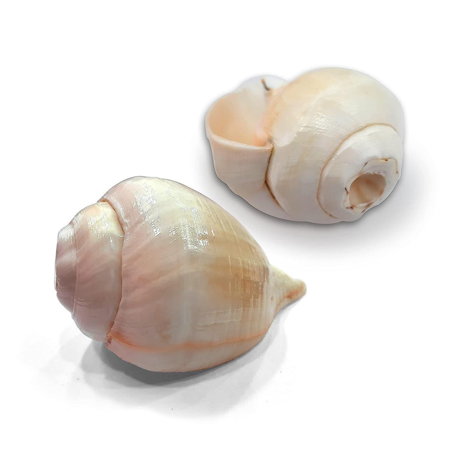 Blowing Sankh Size - 13 cm Bhajnewala