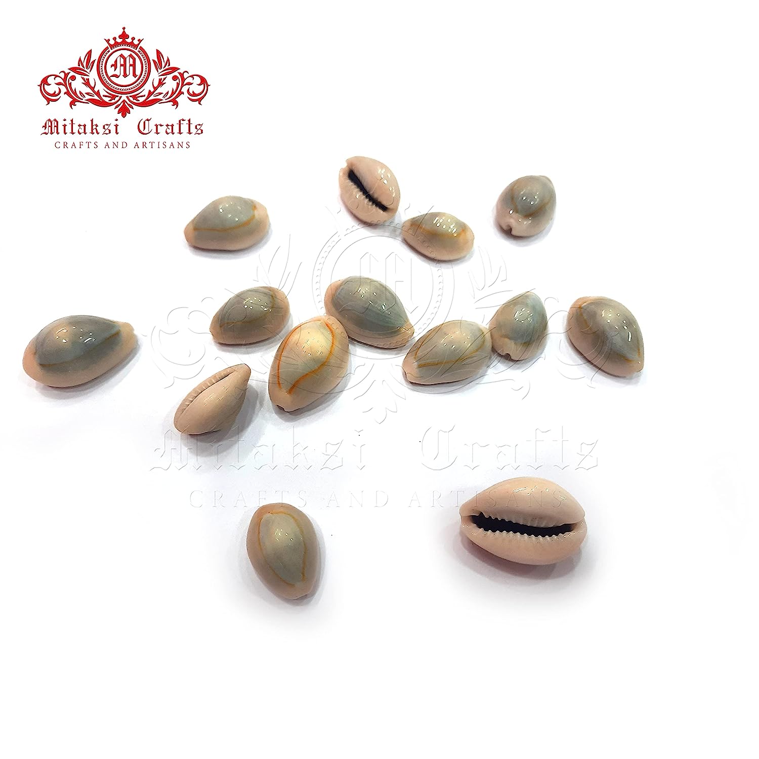 Cats Eye Cowrie / Kaudi Shells Size – 3 Cms Pack of 100