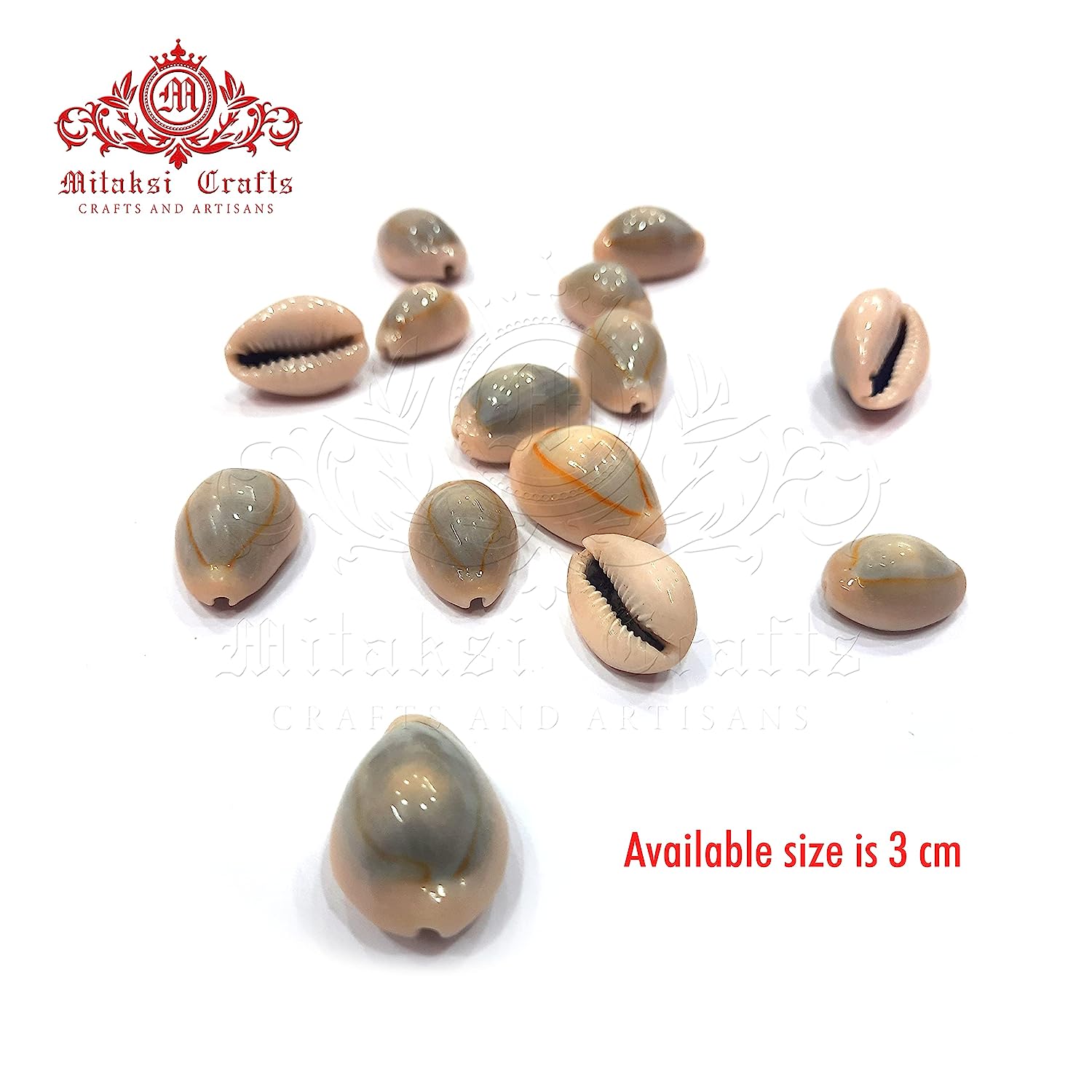 Cats Eye Cowrie / Kaudi Shells Size – 3 Cms Pack of 100