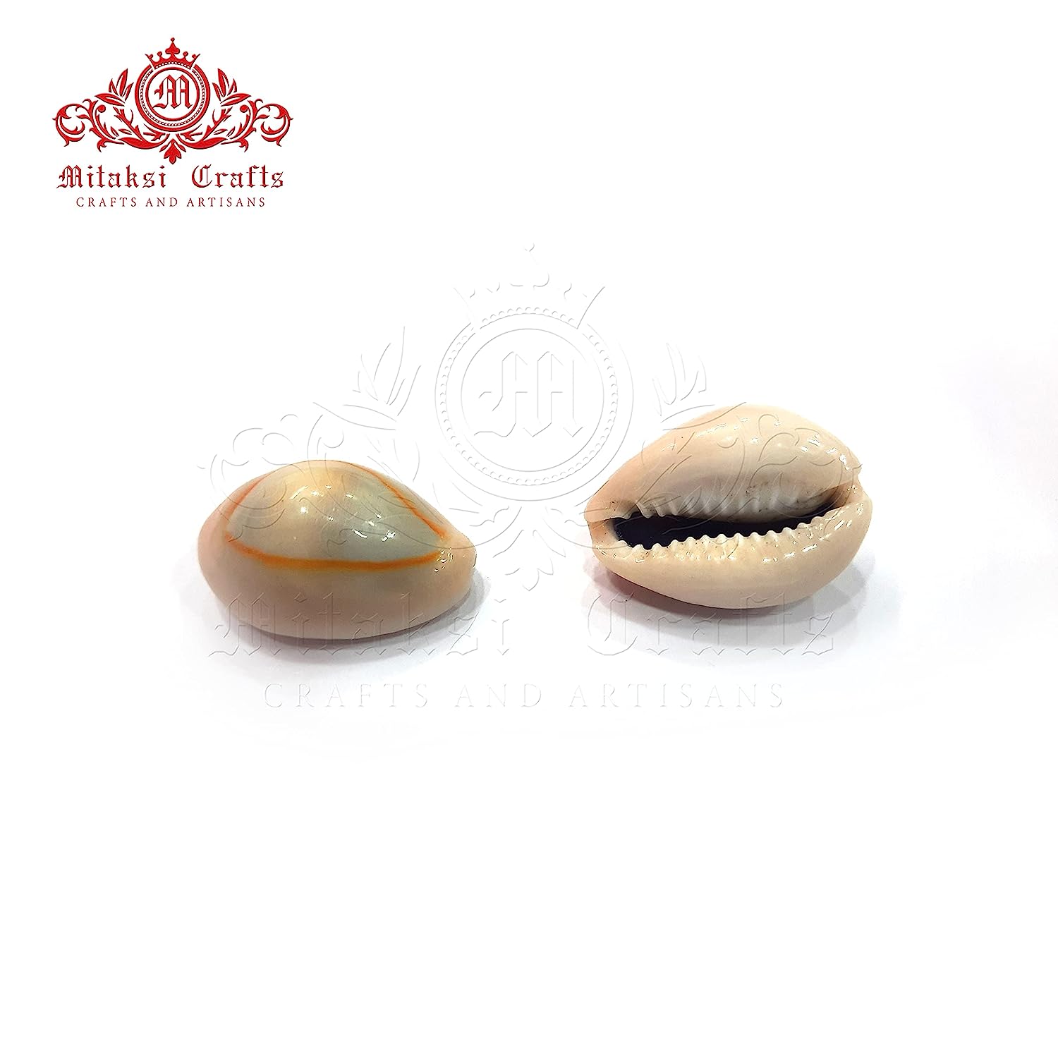Cats Eye Cowrie / Kaudi Shells Size – 3 Cms Pack of 50