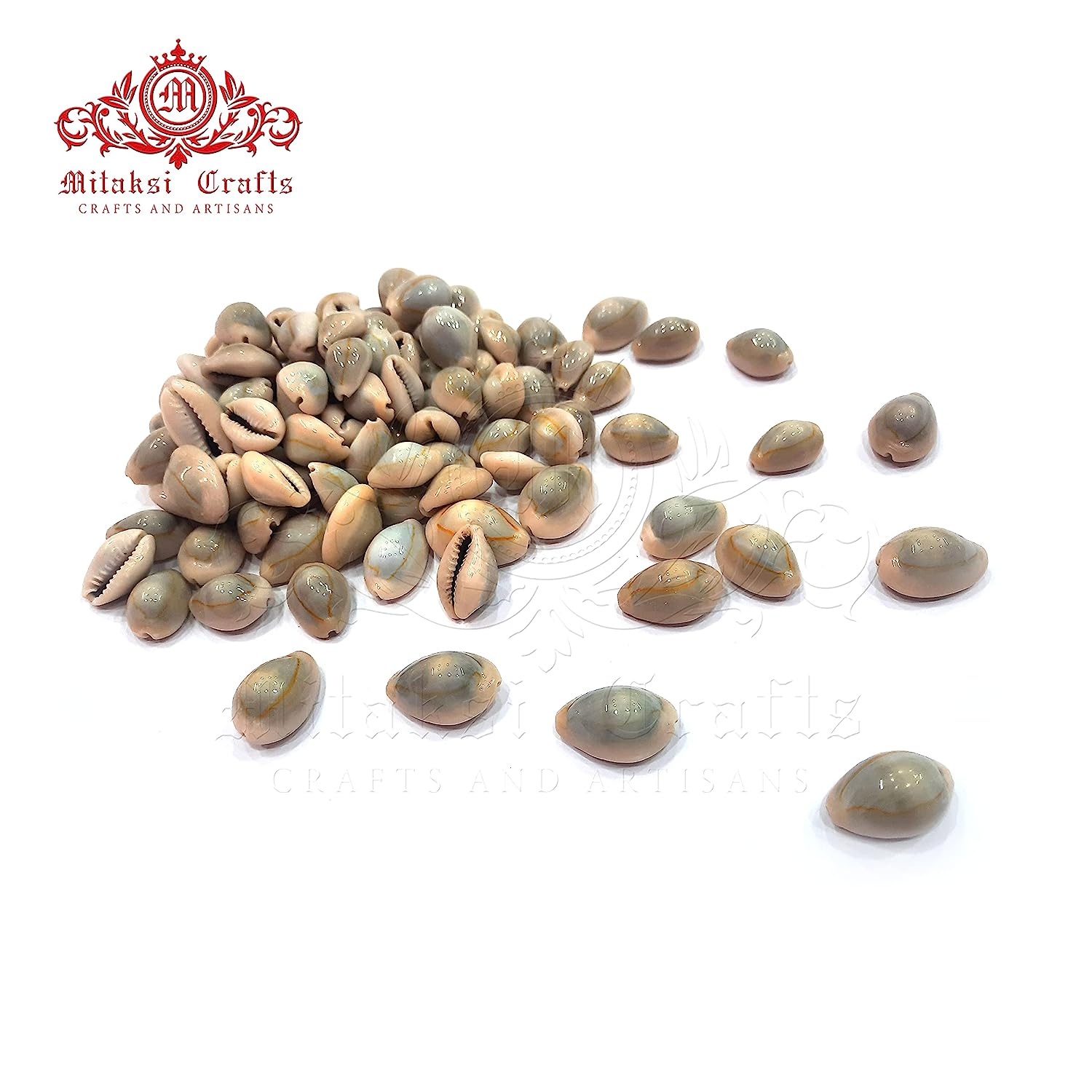 Cats Eye Cowrie / Kaudi Shells Size – 3 Cms Pack of 50