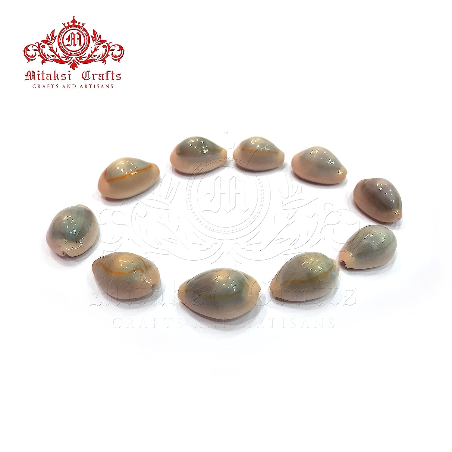 Cats Eye Cowrie / Kaudi Shells Size – 3 Cms Pack of 50