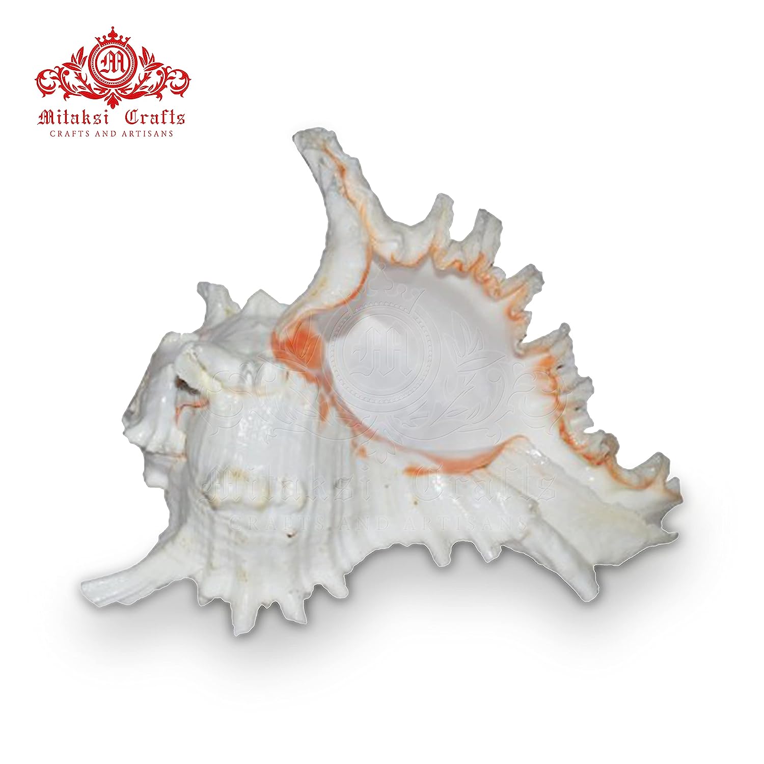 Chandramukhi Shank - Suryamukhi Shank - Murex - White Garuda Shank - 18 - 23cm