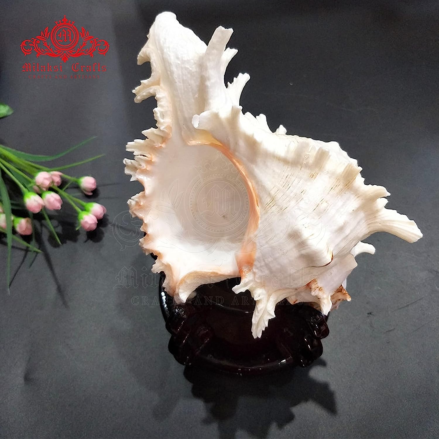 Chandramukhi Shank - Suryamukhi Shank - Murex - White Garuda Shank - 18 - 23cm