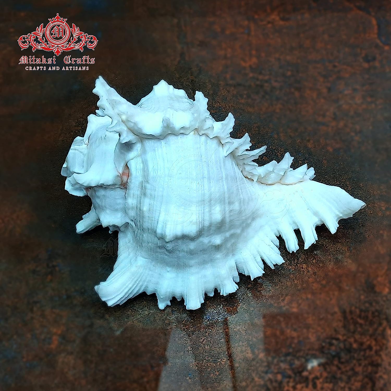 Chandramukhi Shank - Suryamukhi Shank - Murex - White Garuda Shank - 18 - 23cm