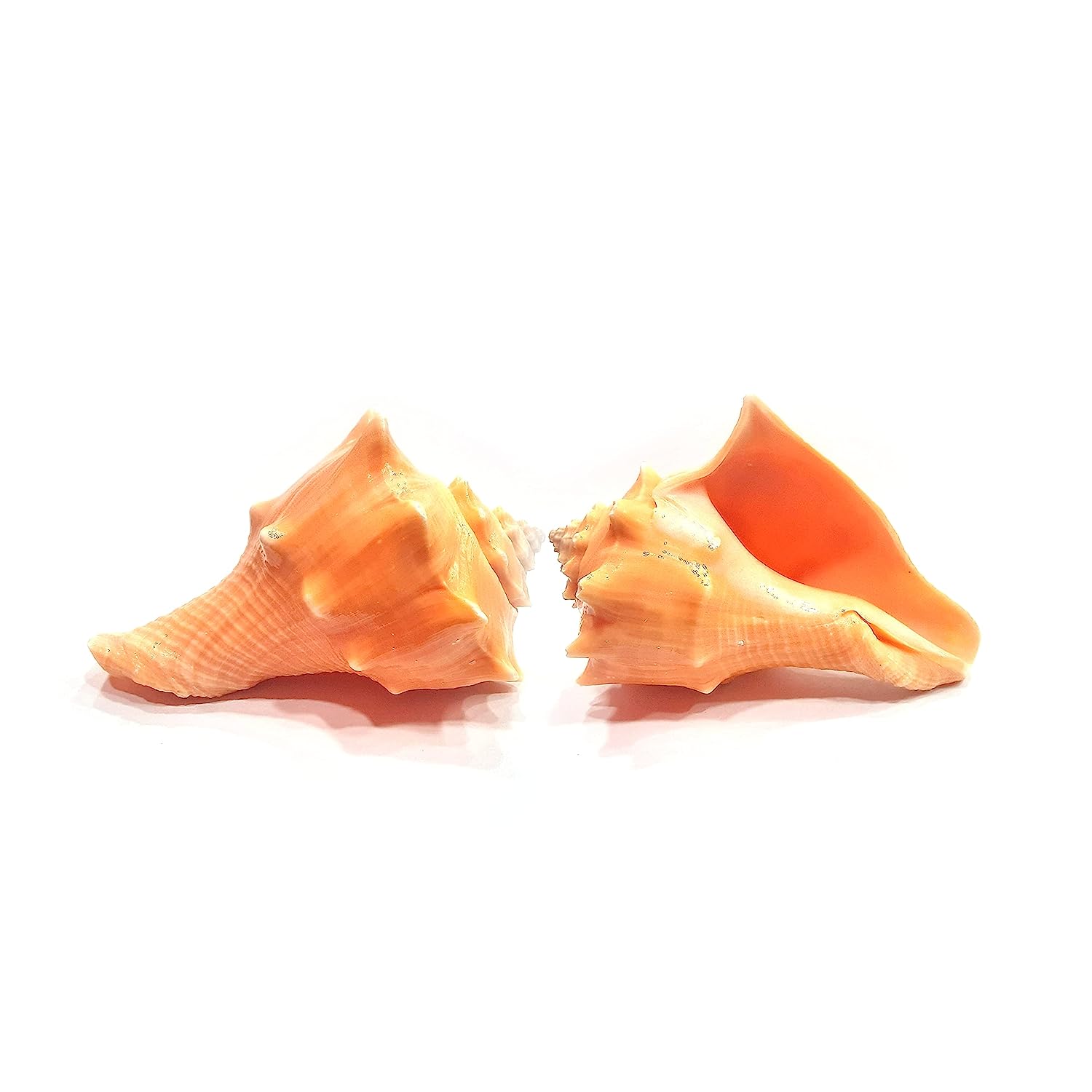 Double Bordered Murex - Hemifusus Pugilinus Shell