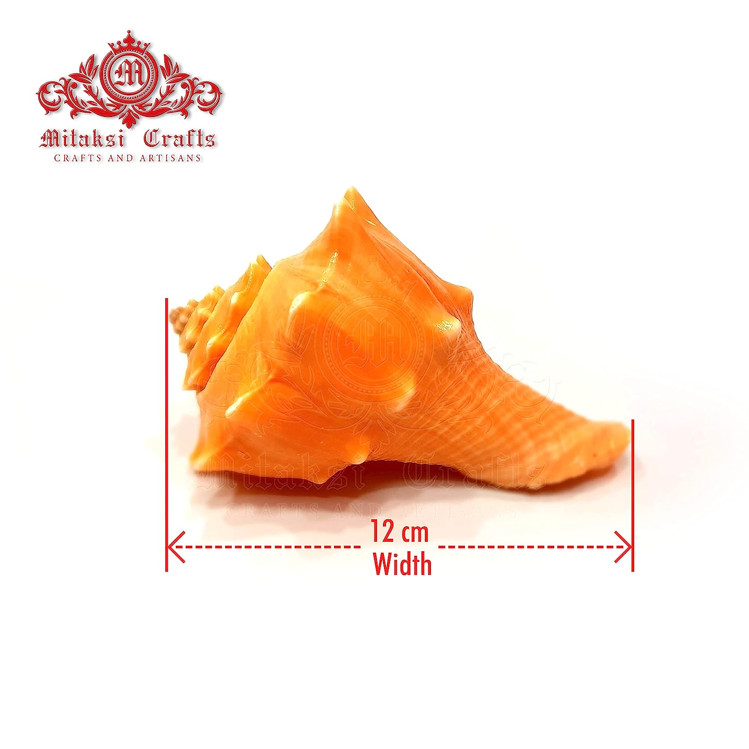 Double Bordered Murex - Hemifusus Pugilinus Shell