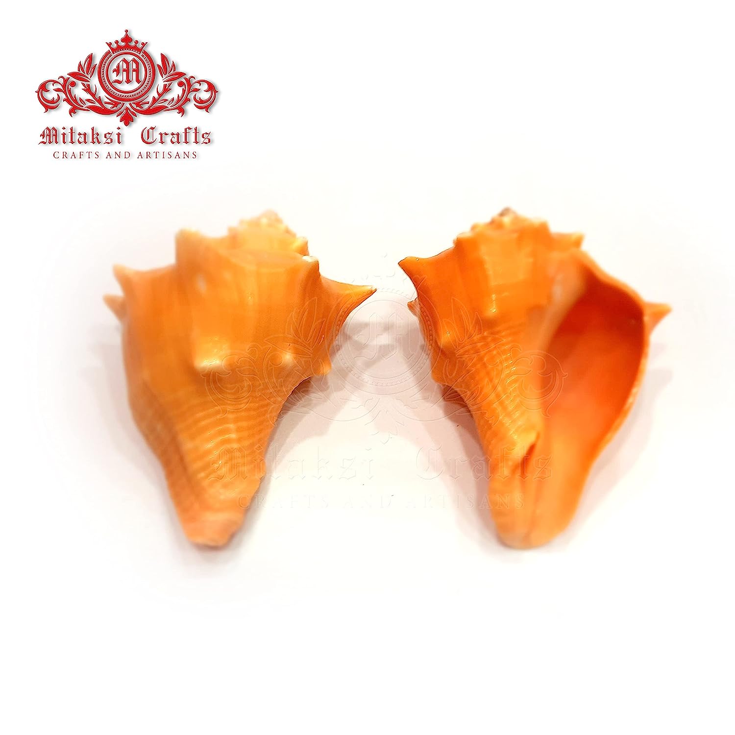 Double Bordered Murex - Hemifusus Pugilinus Shell