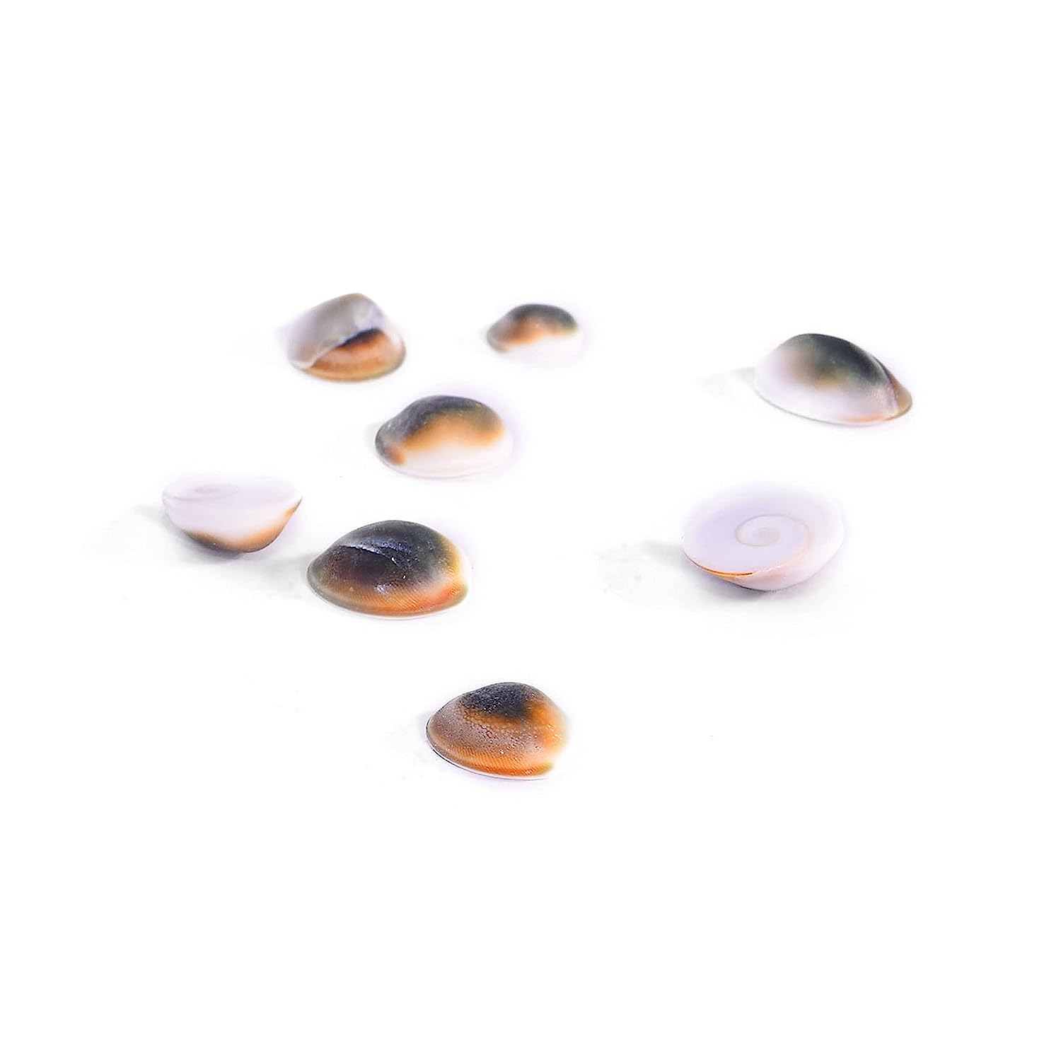 Gomathi Chakra - Lakshmi Gomati Chakra - Pack of 25 Size - Medium (2 cm)