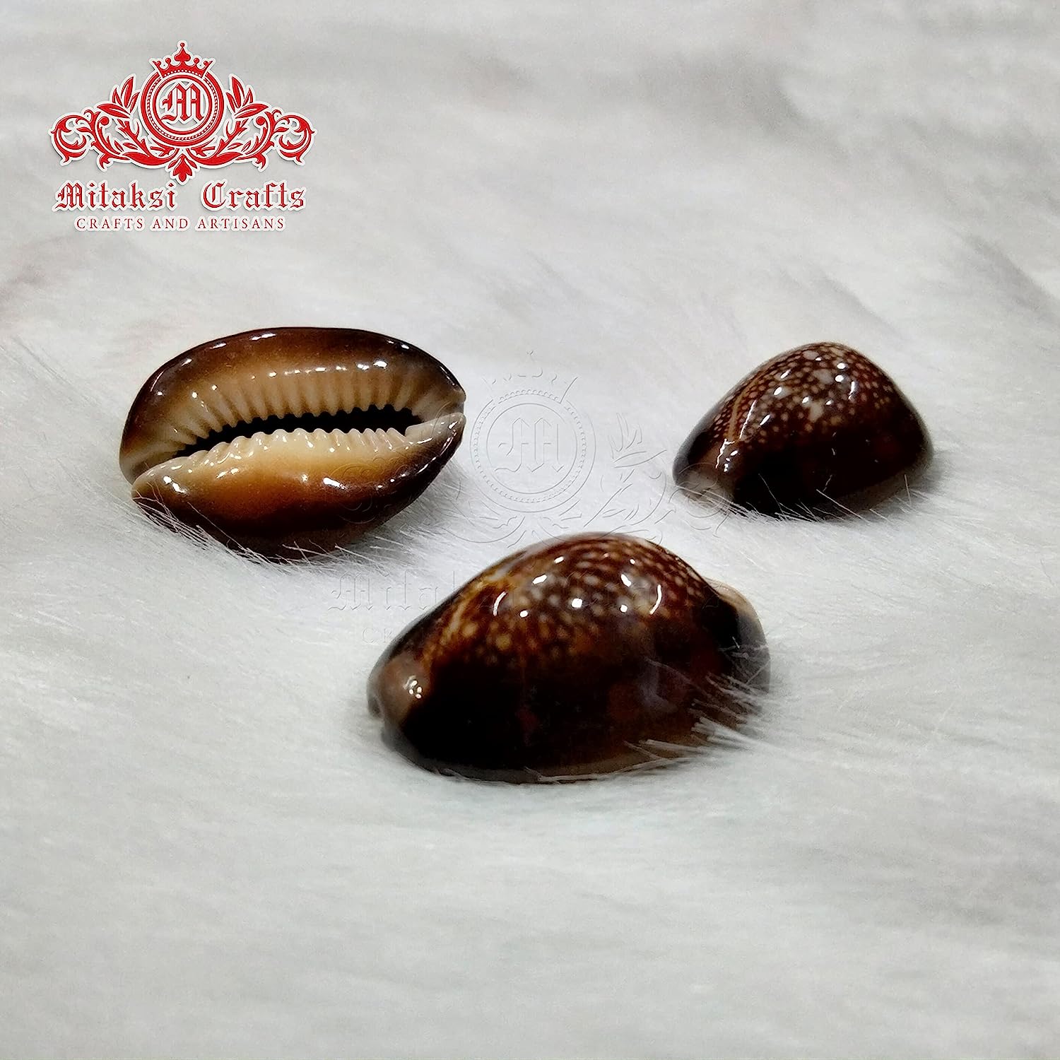 Black Kowdi - Pack of 21