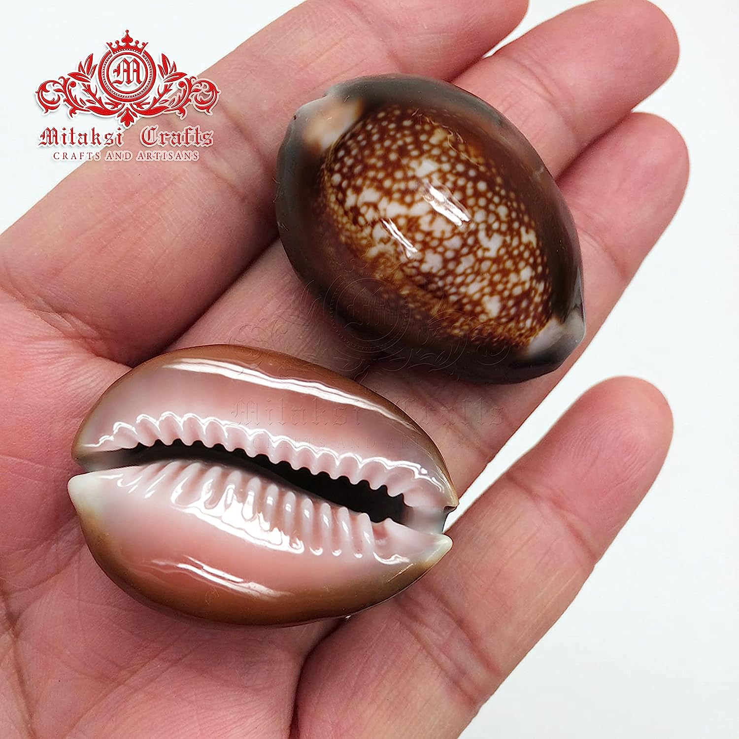 Black Kowdi - Pack of 21