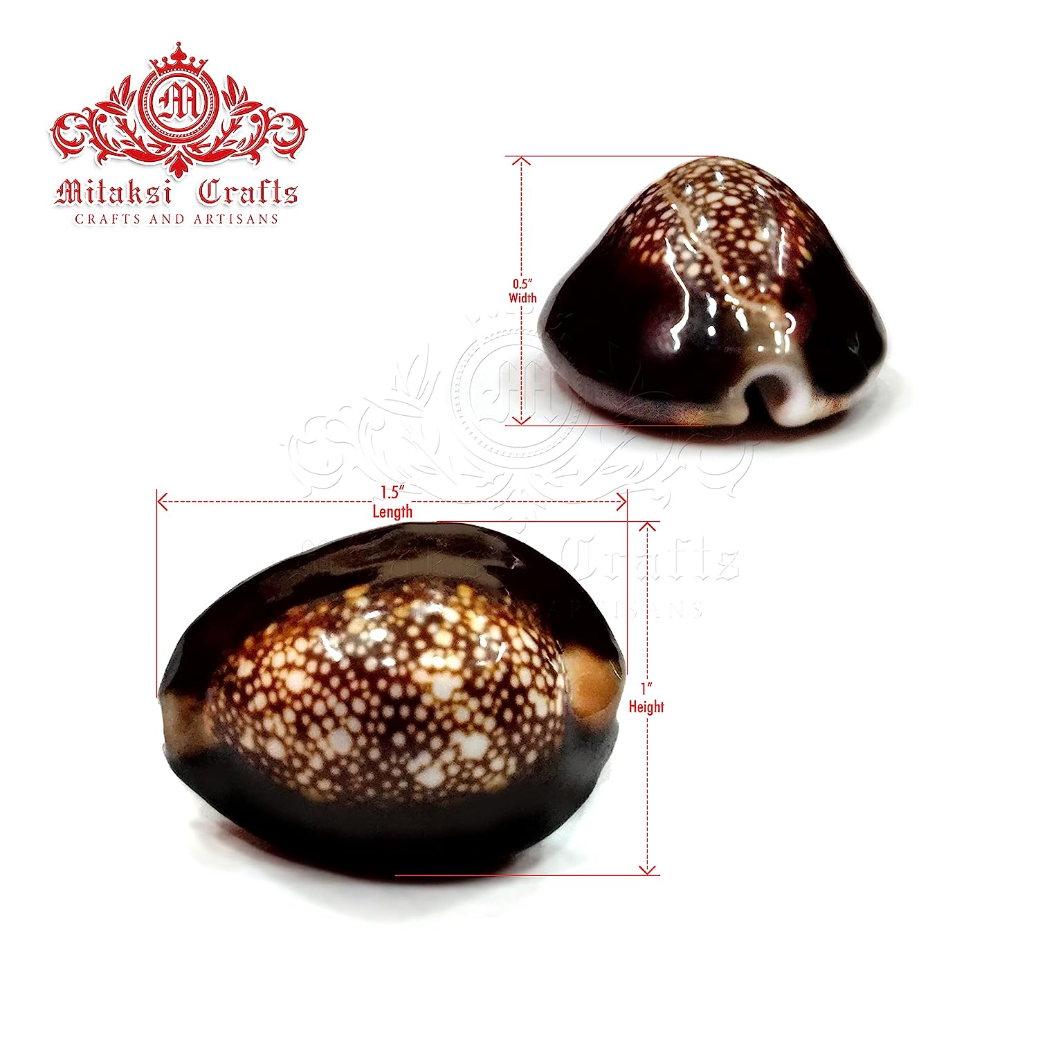 Black Kowdi - Pack of 21