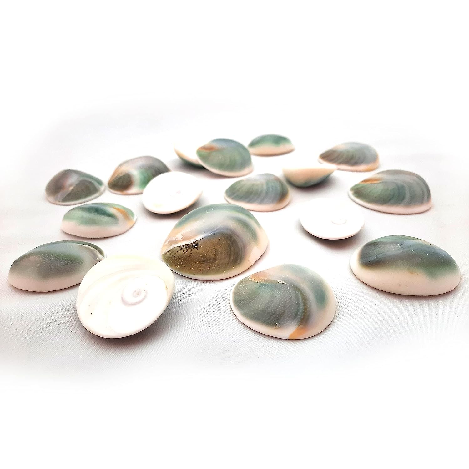 Lakshmi Gomati Chakra - Green Pack of 5 Big