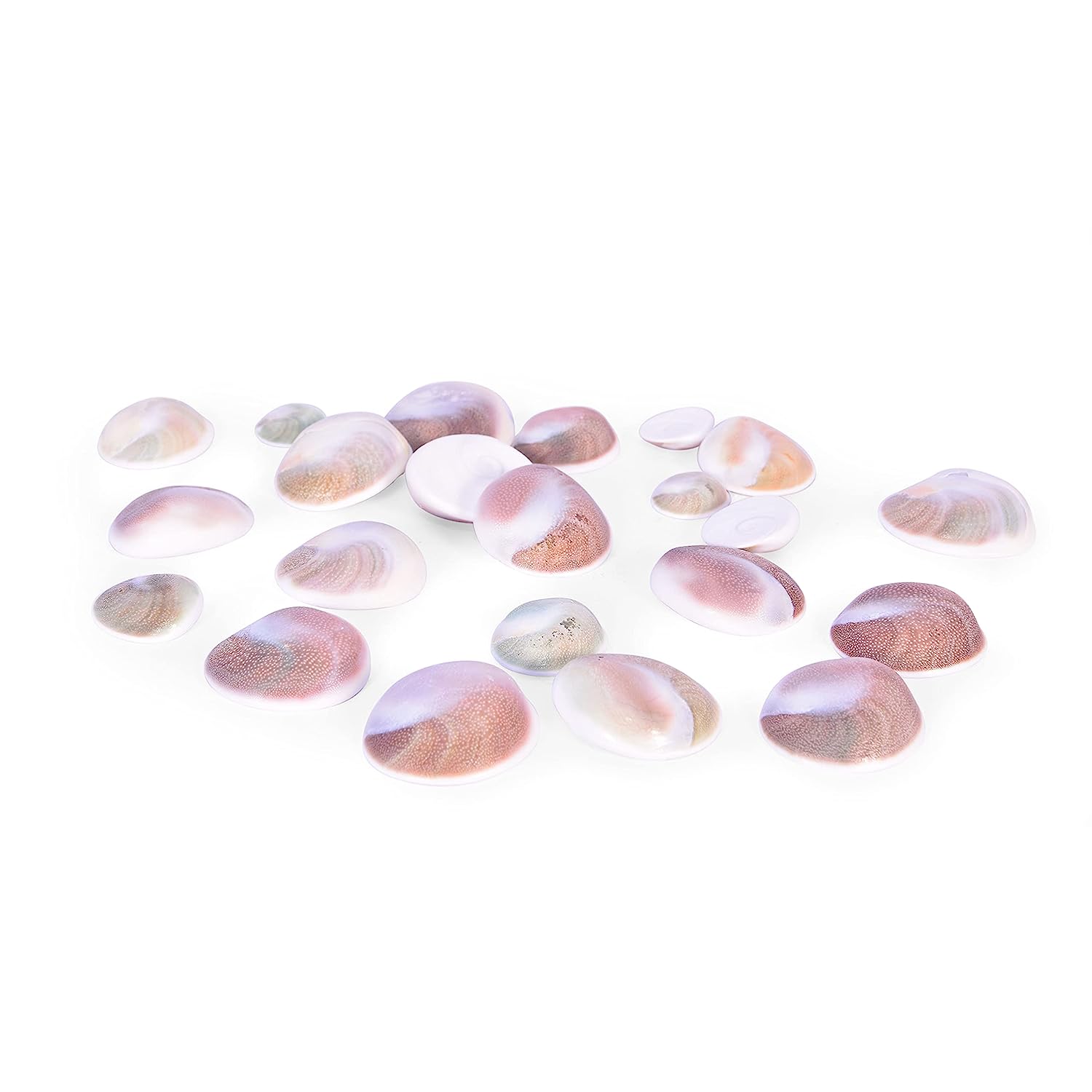 Lakshmi Gomati Chakra - White Pack of 5 Big