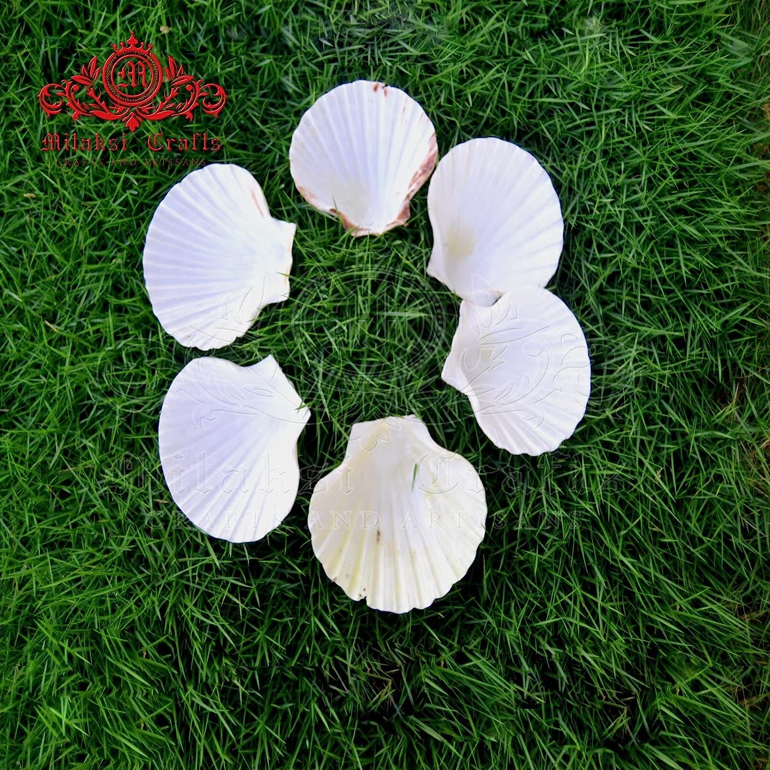 Mitaksi Crafts Large Natural Baking Shells White Scallops, 4 - Inches, White Colour - 6 Shells