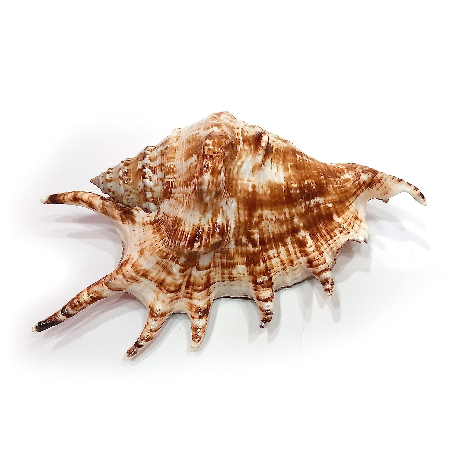 Panchmukhi Shankh - Turbinella Pyrum- Five Finger Conch 15 to 17cm