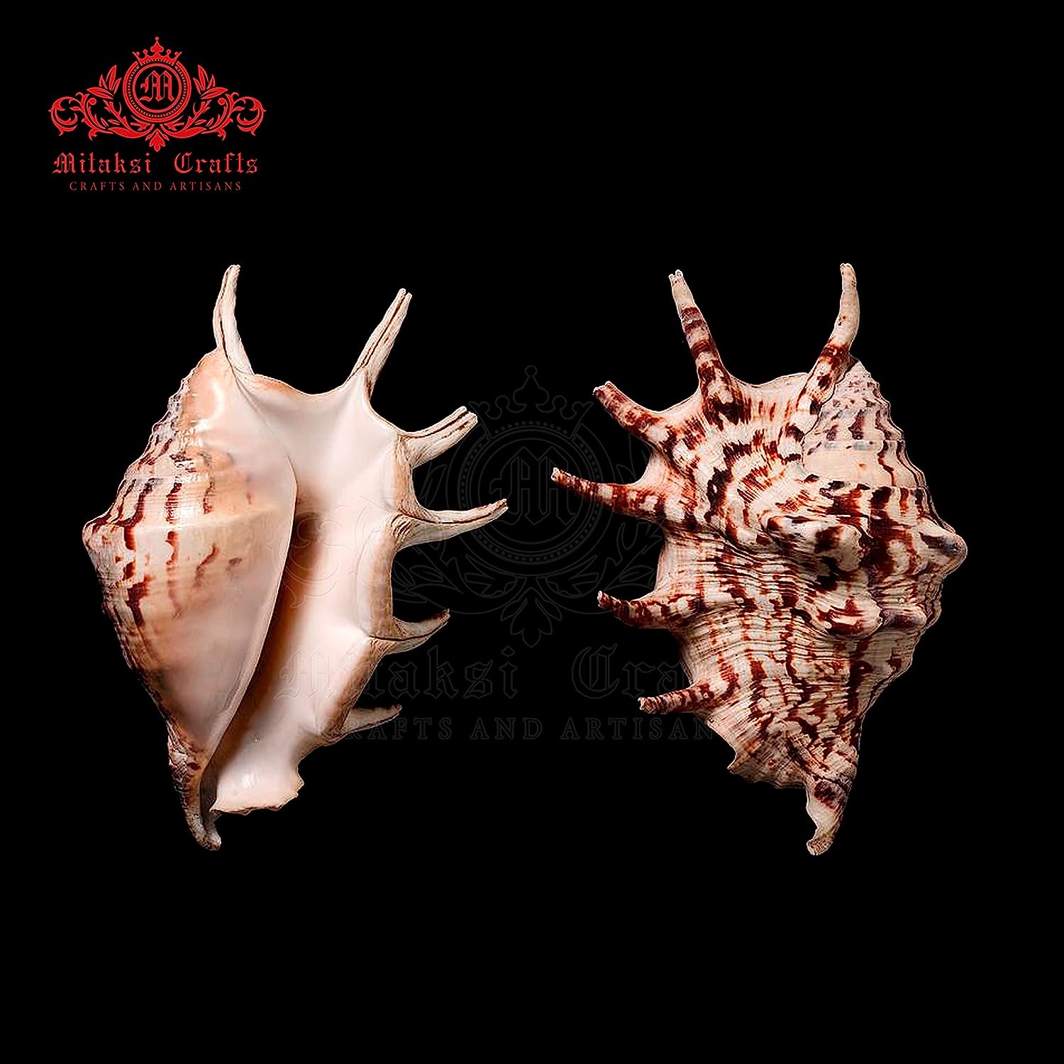 Panchmukhi Shankh - Turbinella Pyrum- Five Finger Conch 15 to 17cm