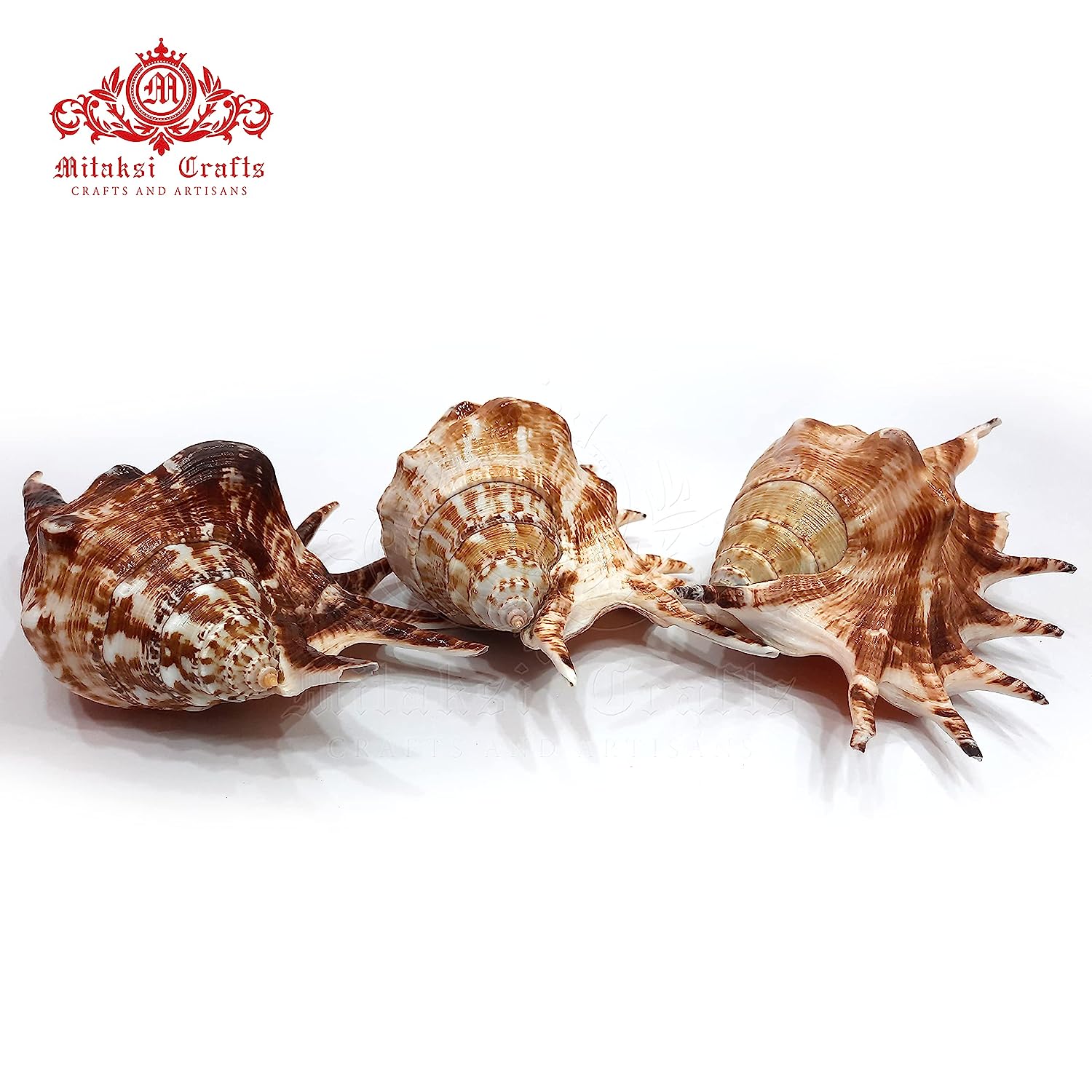 Panchmukhi Shankh - Turbinella Pyrum- Five Finger Conch 15 to 17cm