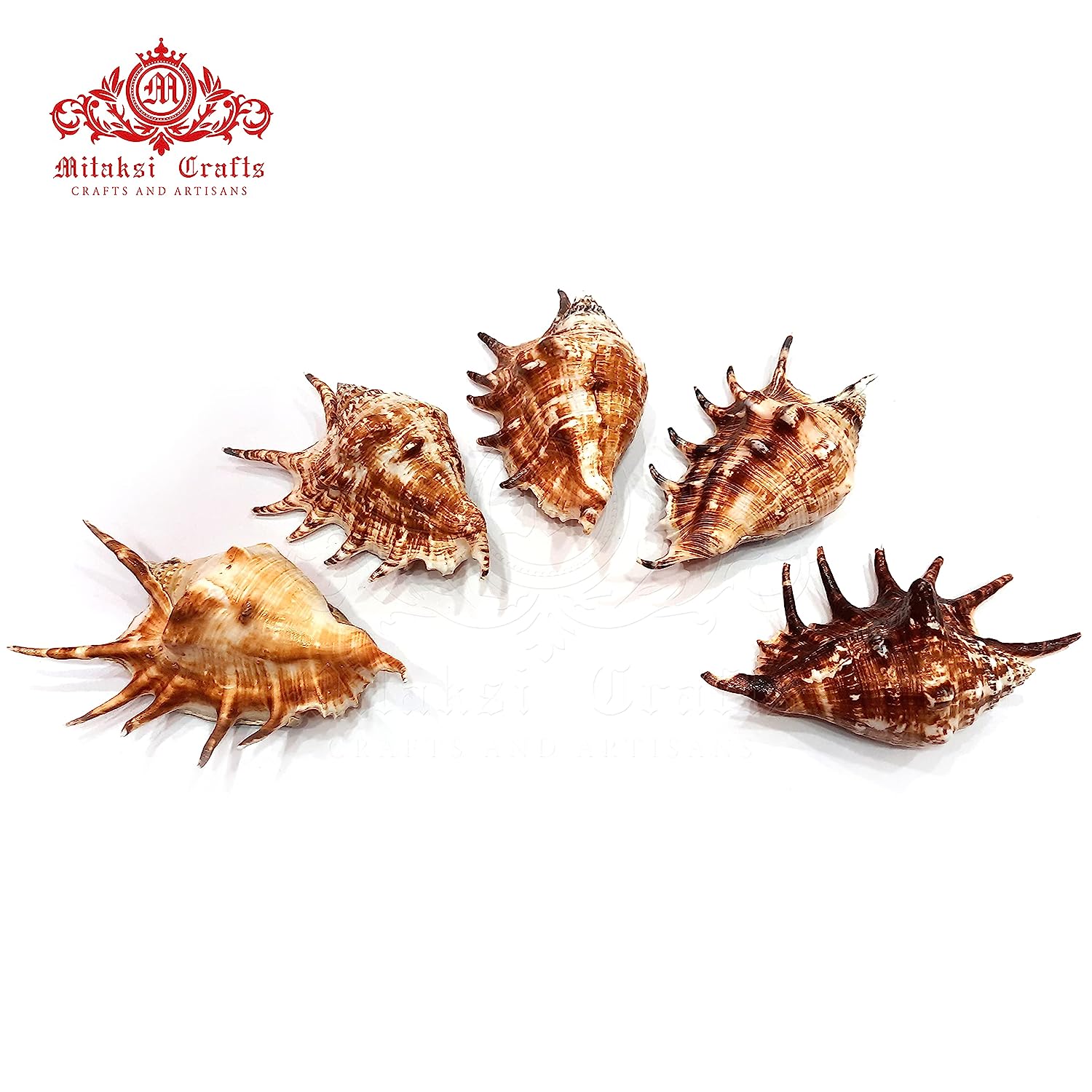 Panchmukhi Shankh - Turbinella Pyrum- Five Finger Conch 15 to 17cm