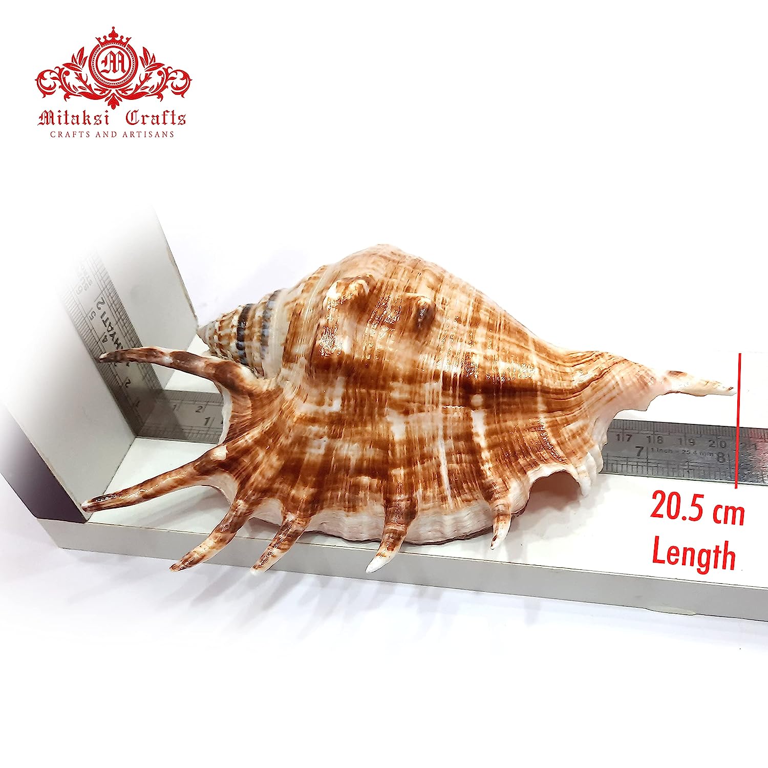 Panchmukhi Shankh - Turbinella Pyrum- Five Finger Conch 15 to 17cm