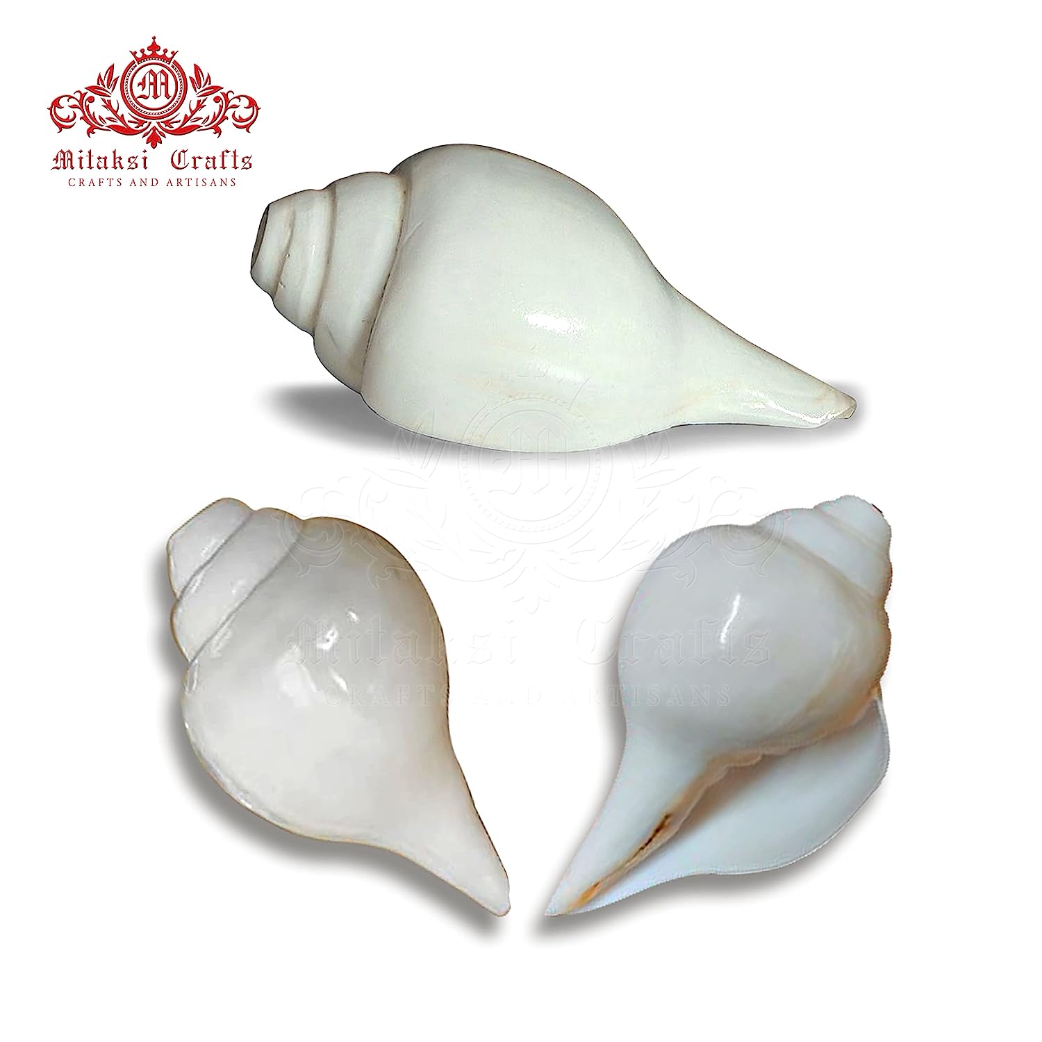 Pure White Vamavathi Blowing Shankh - Medium