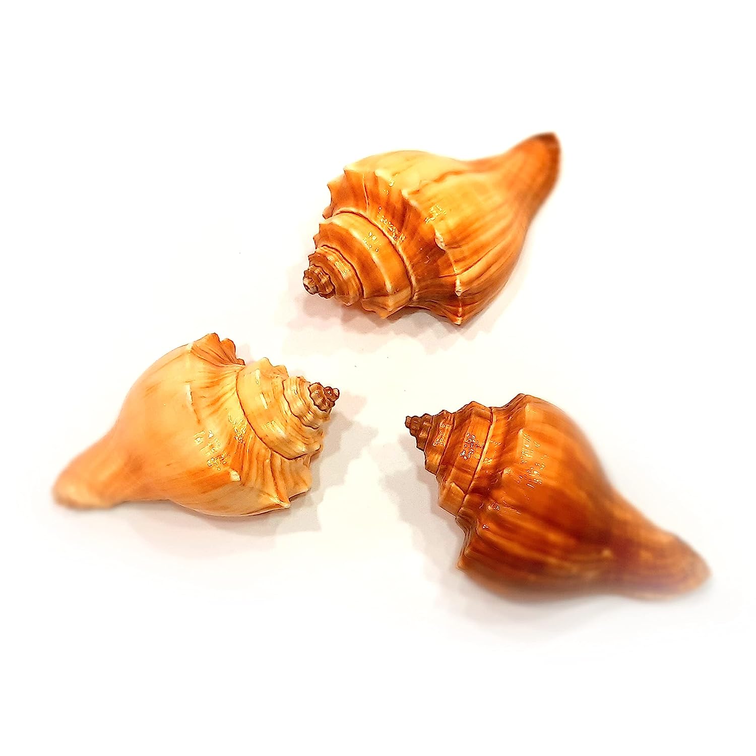 Red Conch Spiral Melongina - Volegalea Cochlidium Pack of 5