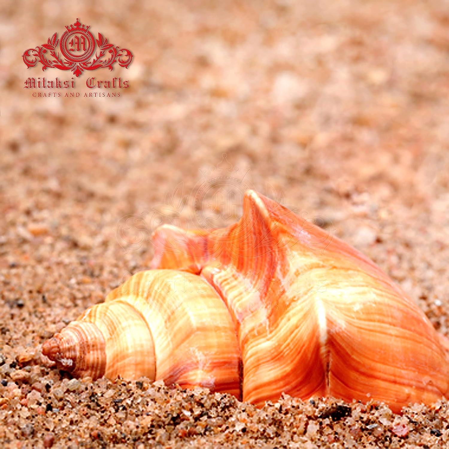 Red Conch Spiral Melongina - Volegalea Cochlidium Pack of 5