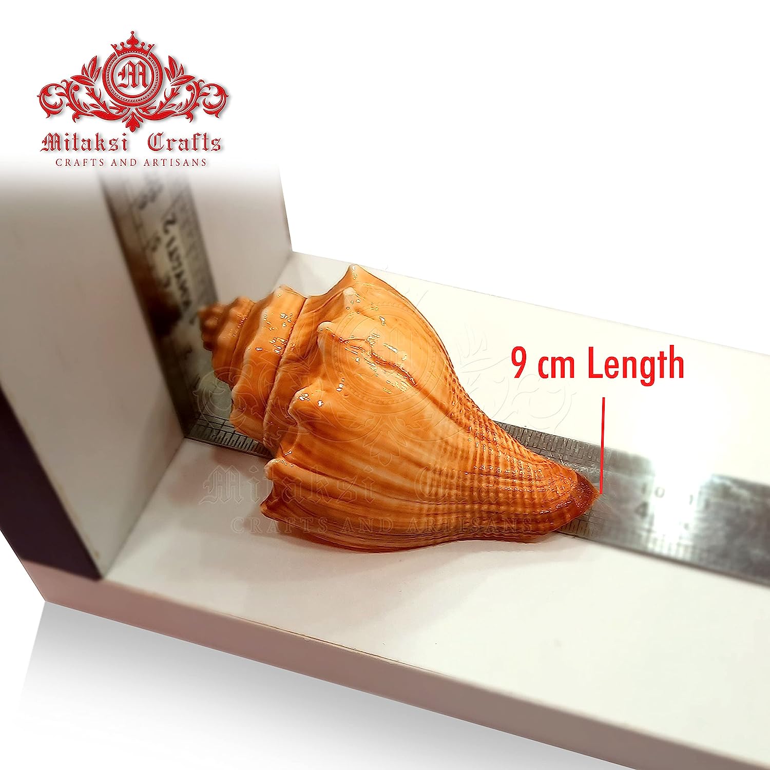 Red Conch Spiral Melongina - Volegalea Cochlidium Pack of 5