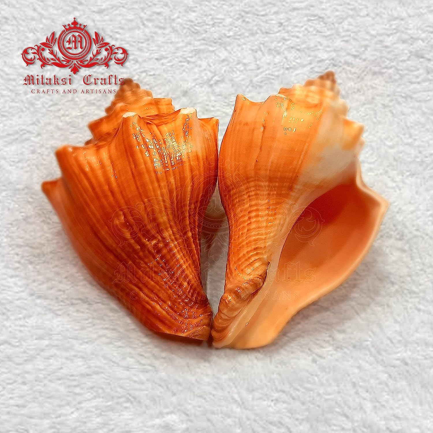 Red Conch Spiral Melongina - Volegalea Cochlidium Pack of 5