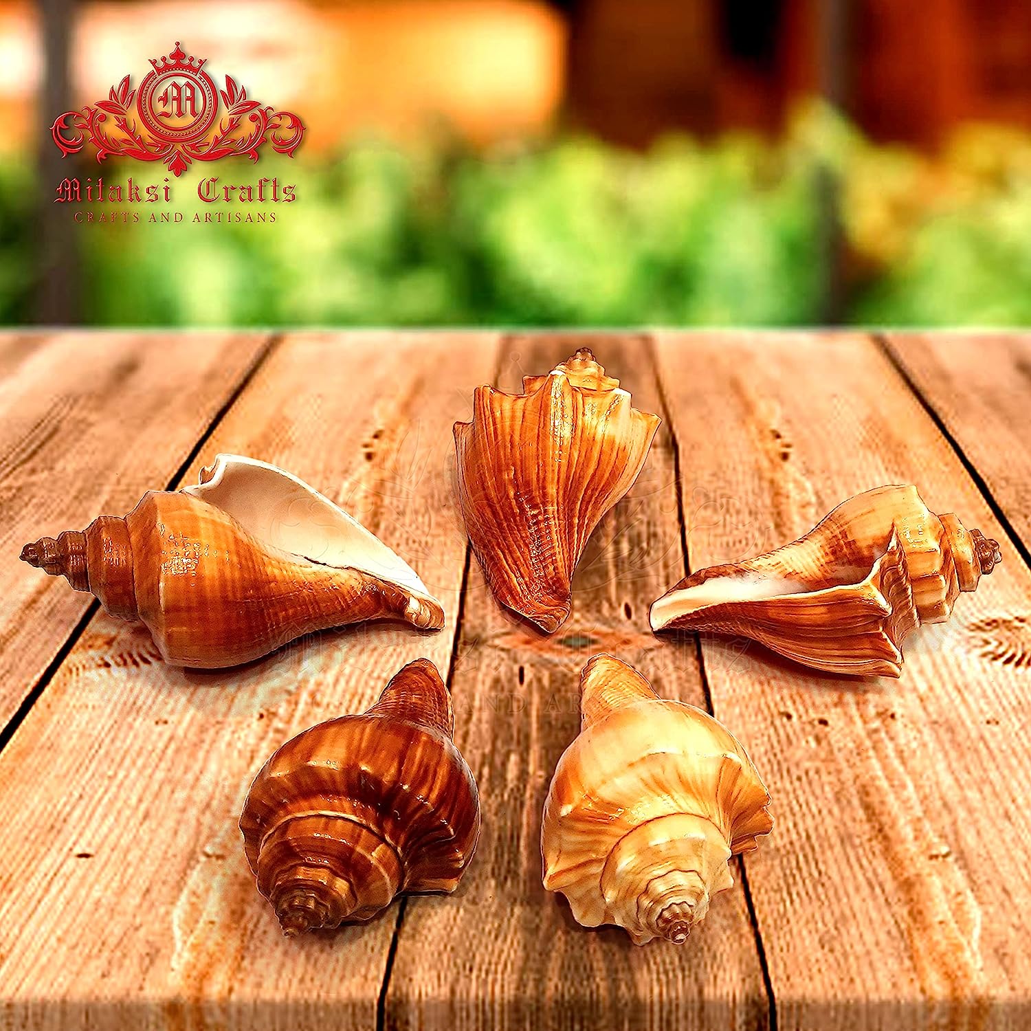 Red Conch Spiral Melongina - Volegalea Cochlidium Pack of 5