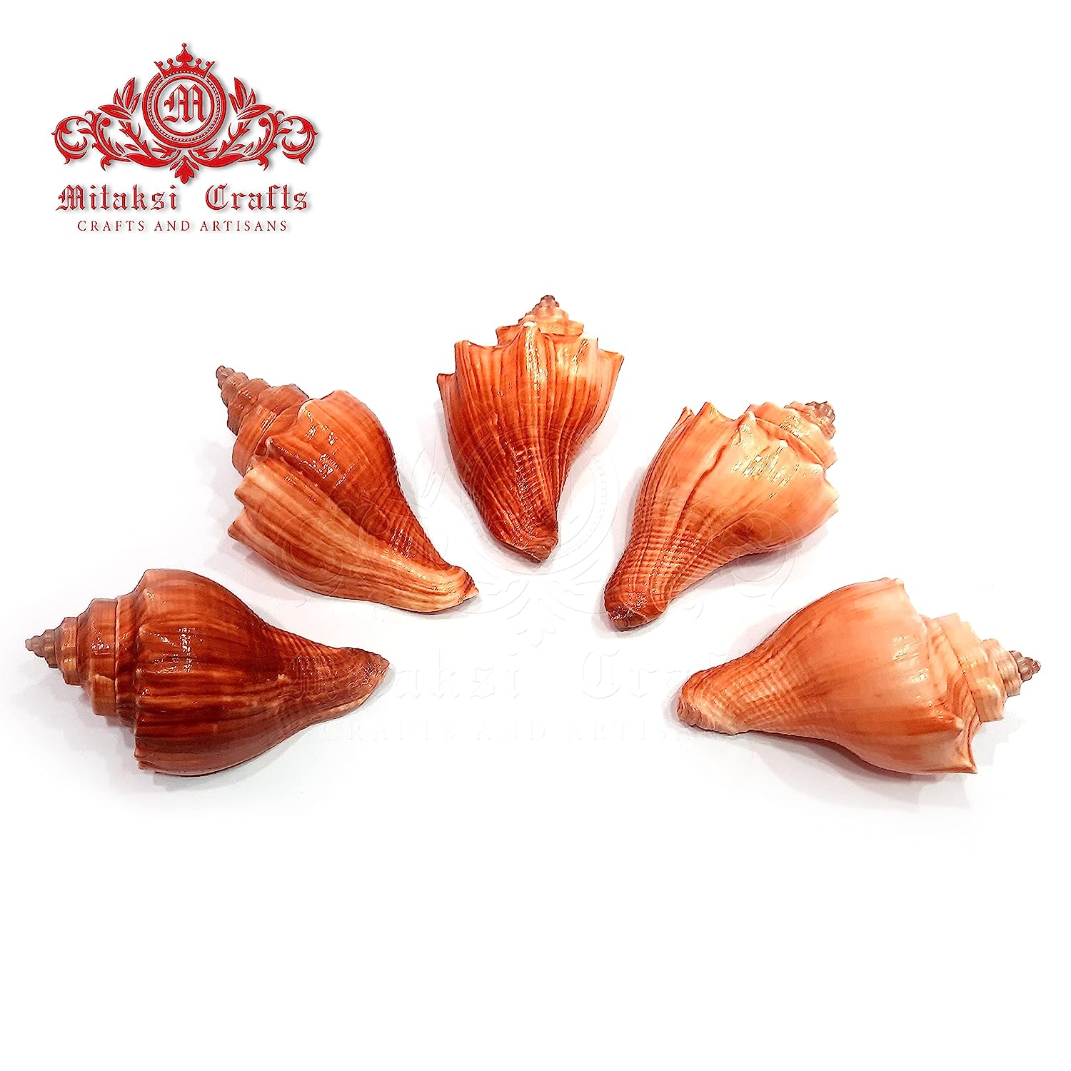 Red Conch Spiral Melongina - Volegalea Cochlidium Pack of 5