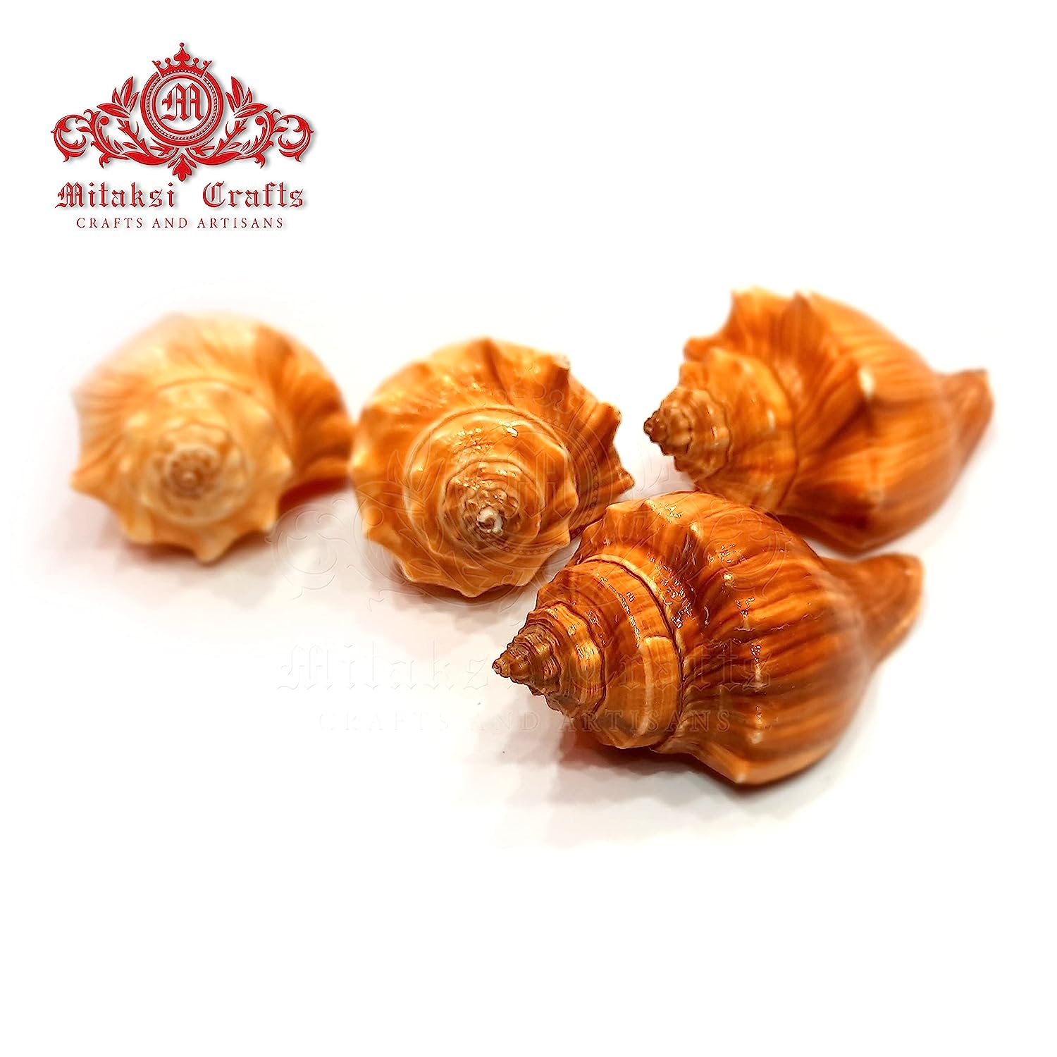 Red Conch Spiral Melongina - Volegalea Cochlidium Pack of 5