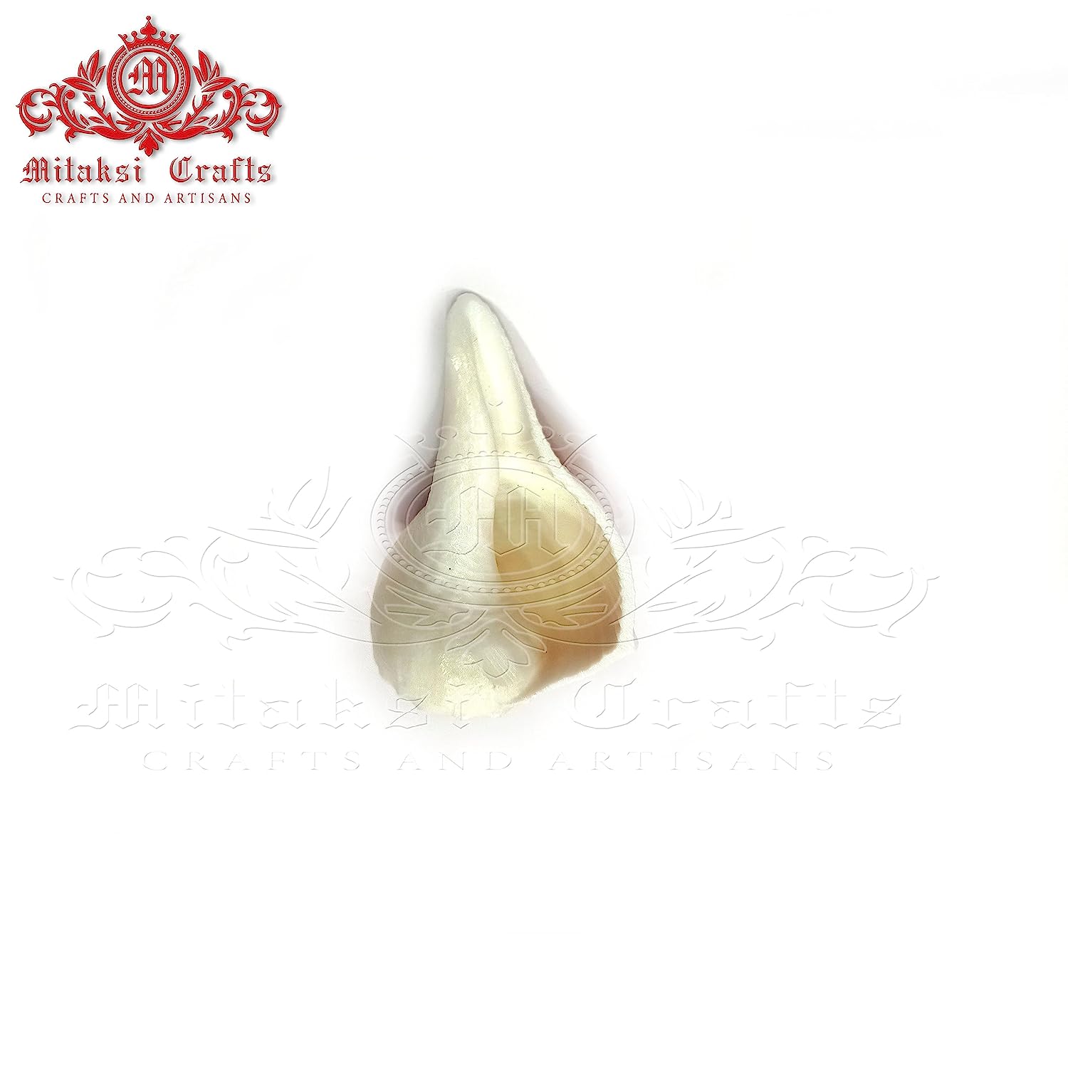 Right Handed Shankh - Mini-Valampuri - Dakshinavarti Shank 2- 3 Inches