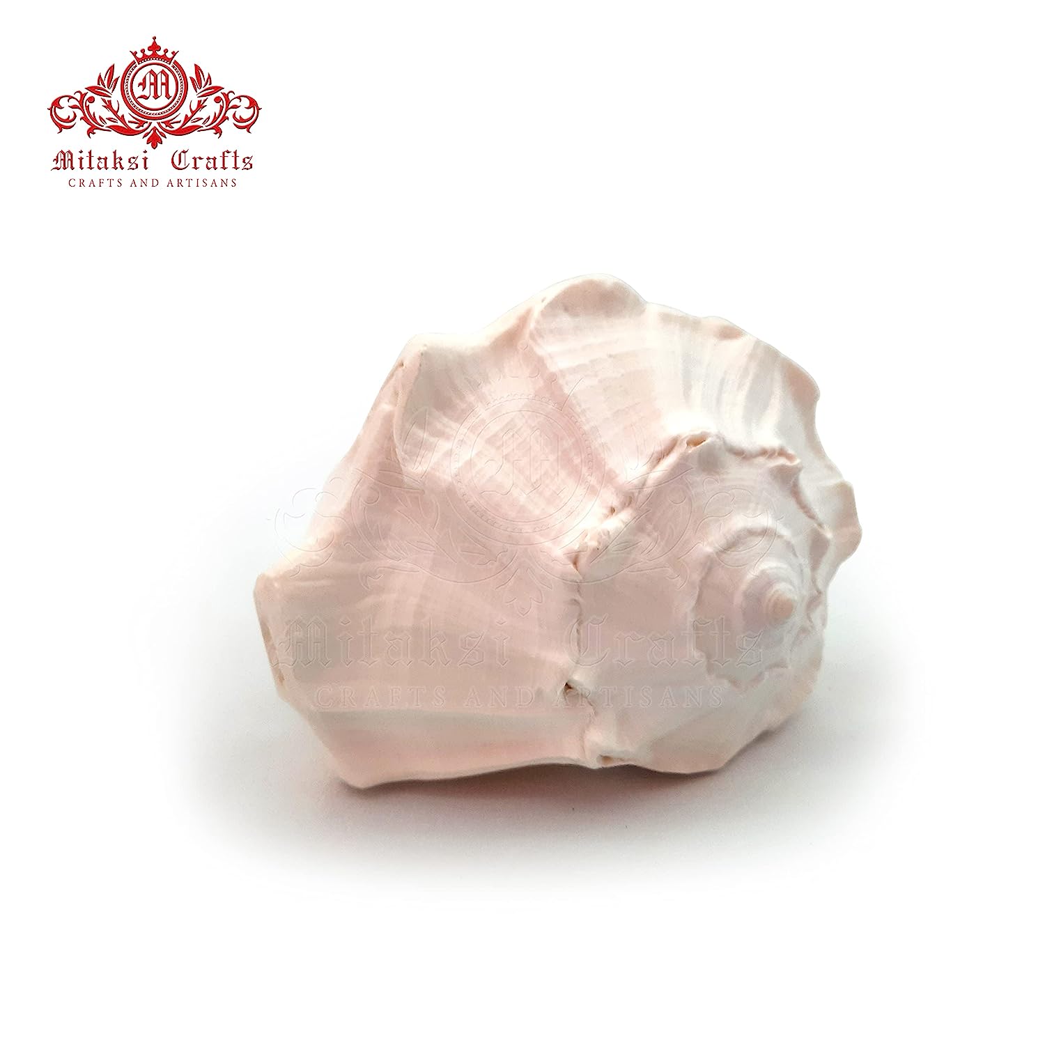 Right Handed Shankh Medium Dakshinavarti Shank 5 Inches