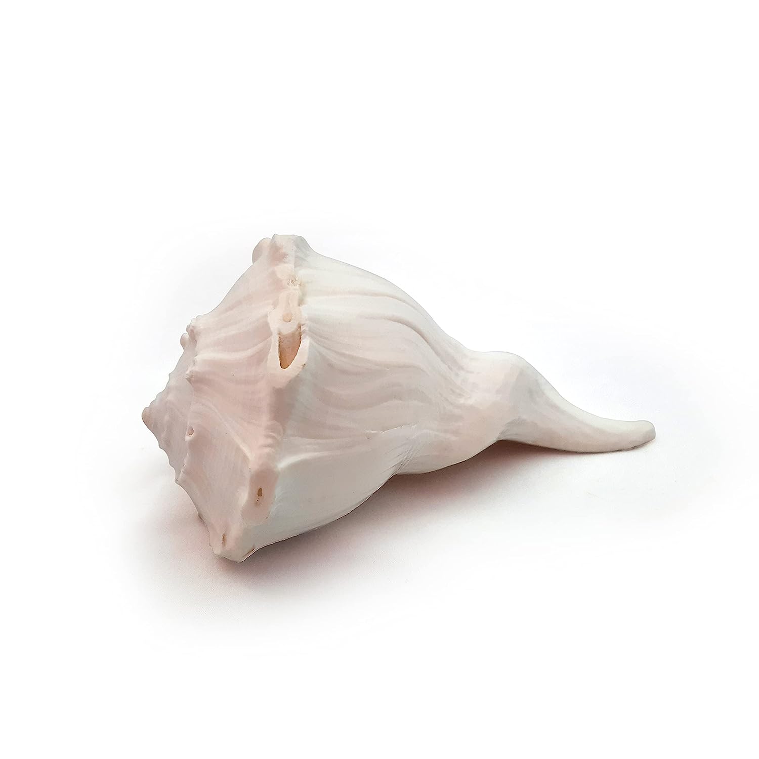 Right Handed Shankh - Large -Valampuri - Dakshinavarti Shank 7- 7.5 Inches - Pure White Colour