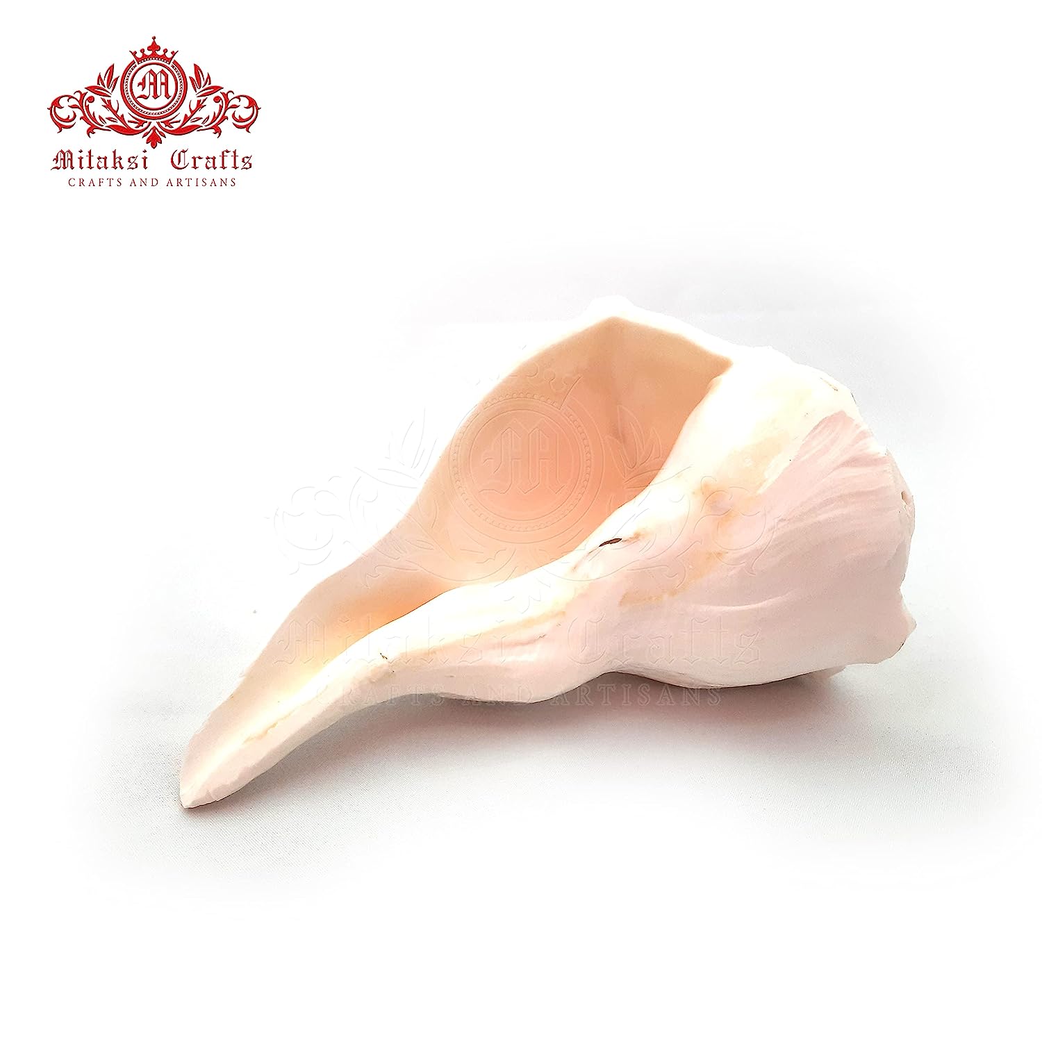 Right Handed Shankh - Large -Valampuri - Dakshinavarti Shank 7- 7.5 Inches - Pure White Colour