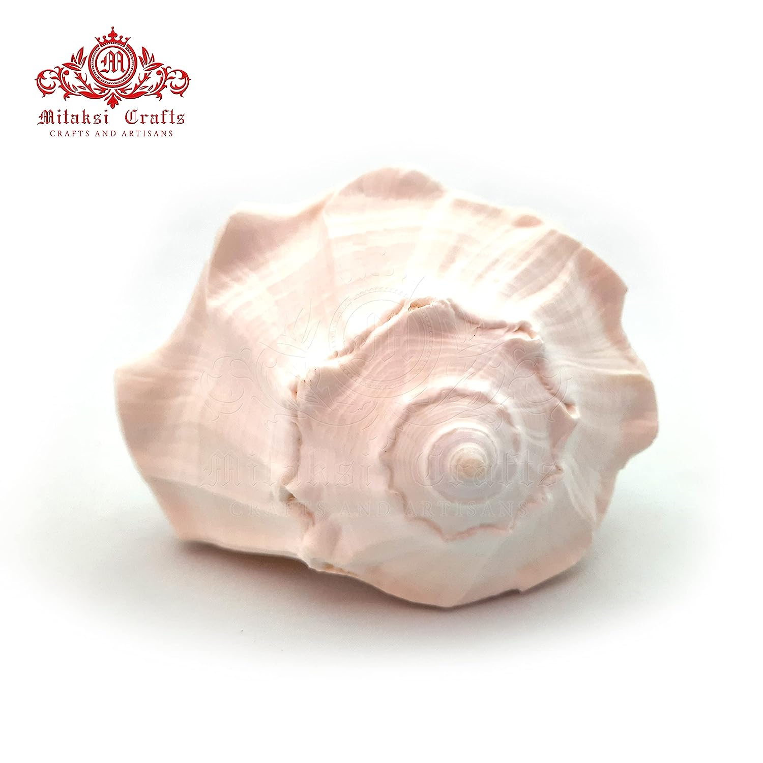 Right Handed Shankh - Large -Valampuri - Dakshinavarti Shank 7- 7.5 Inches - Pure White Colour