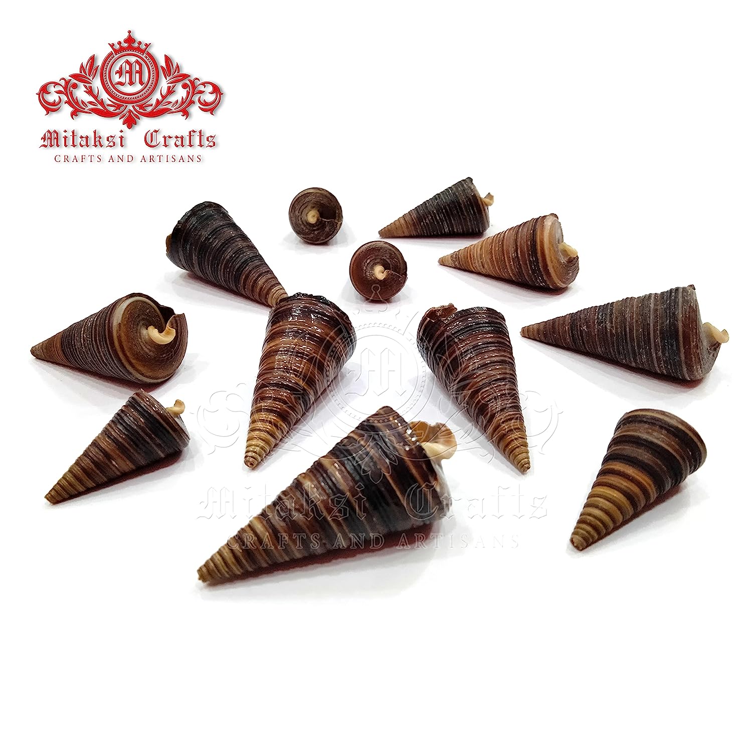 Seashell - Aquarium Decors and Crafts - Karuppu Gopuram - Horm Shell - Telescopium Telescopium - Pack of 20-250g