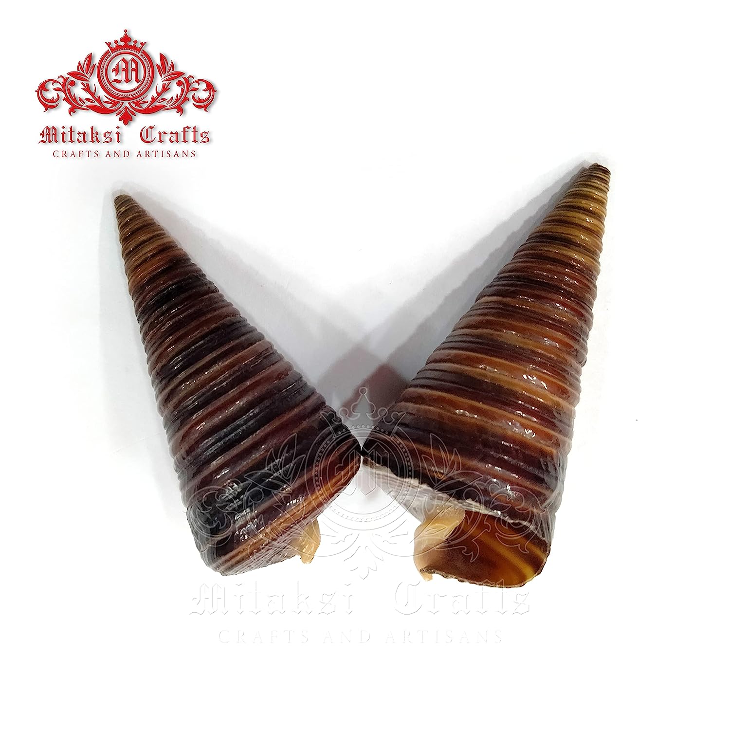 Seashell - Aquarium Decors and Crafts - Karuppu Gopuram - Horm Shell - Telescopium Telescopium - Pack of 20-250g
