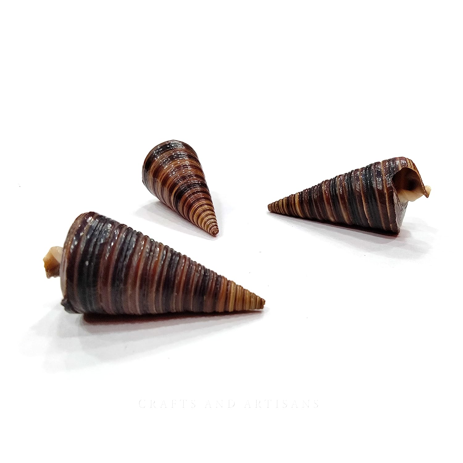Seashell - Aquarium Decors and Crafts - Karuppu Gopuram - Horm Shell - Telescopium Telescopium - Pack of 20-250g