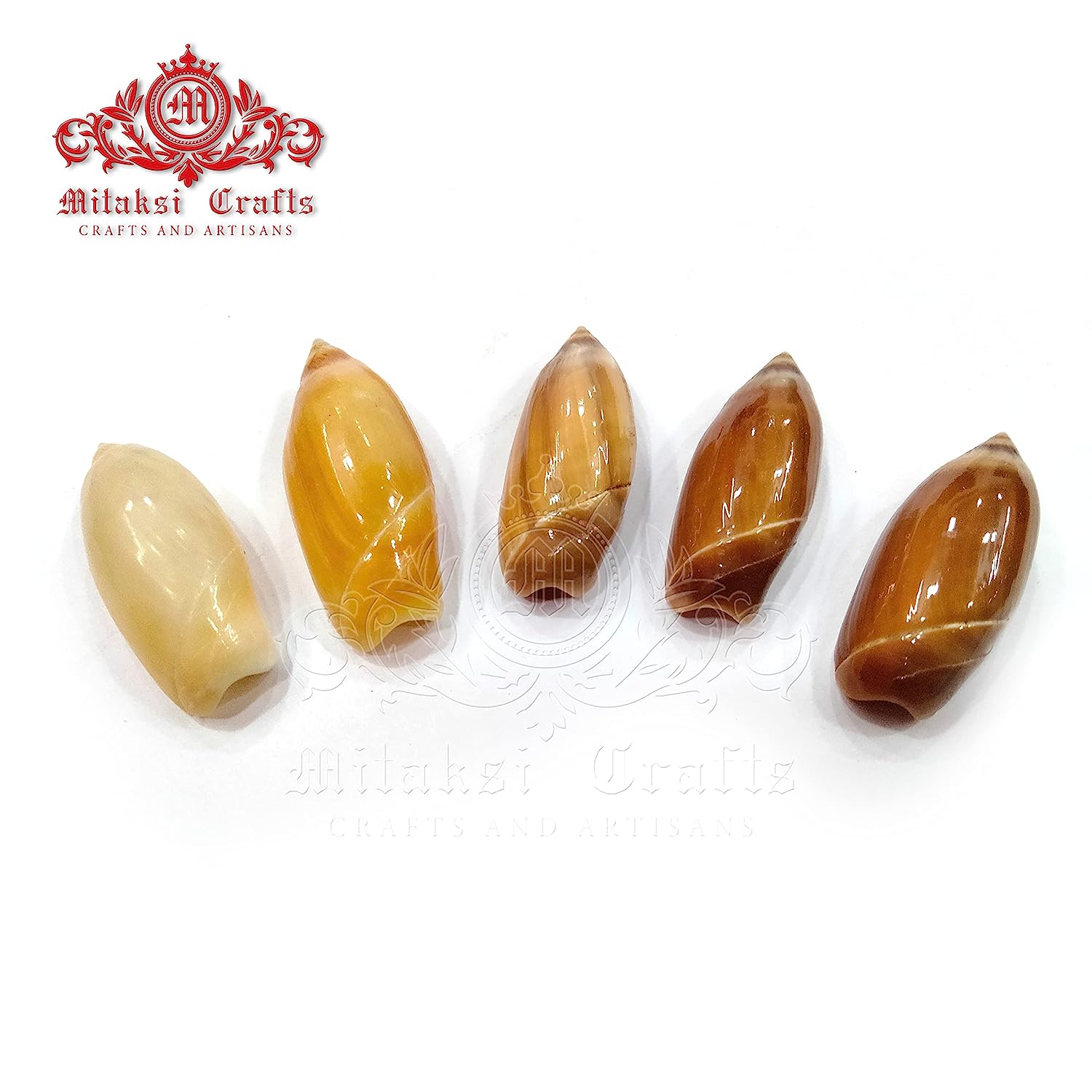 Seashell - Colour Kovanchi - Pointed Ancilla - Ancilla Acuminata - Arts and Crafts - Pack of 20