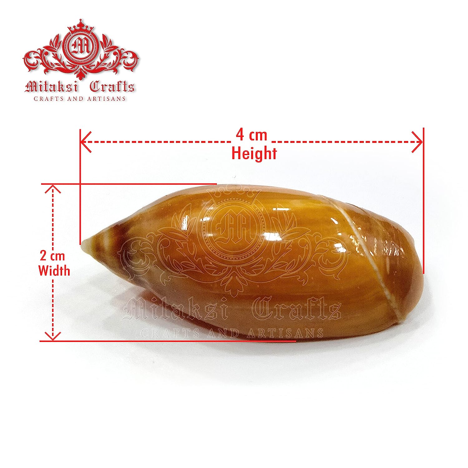 Seashell - Colour Kovanchi - Pointed Ancilla - Ancilla Acuminata - Arts and Crafts - Pack of 20